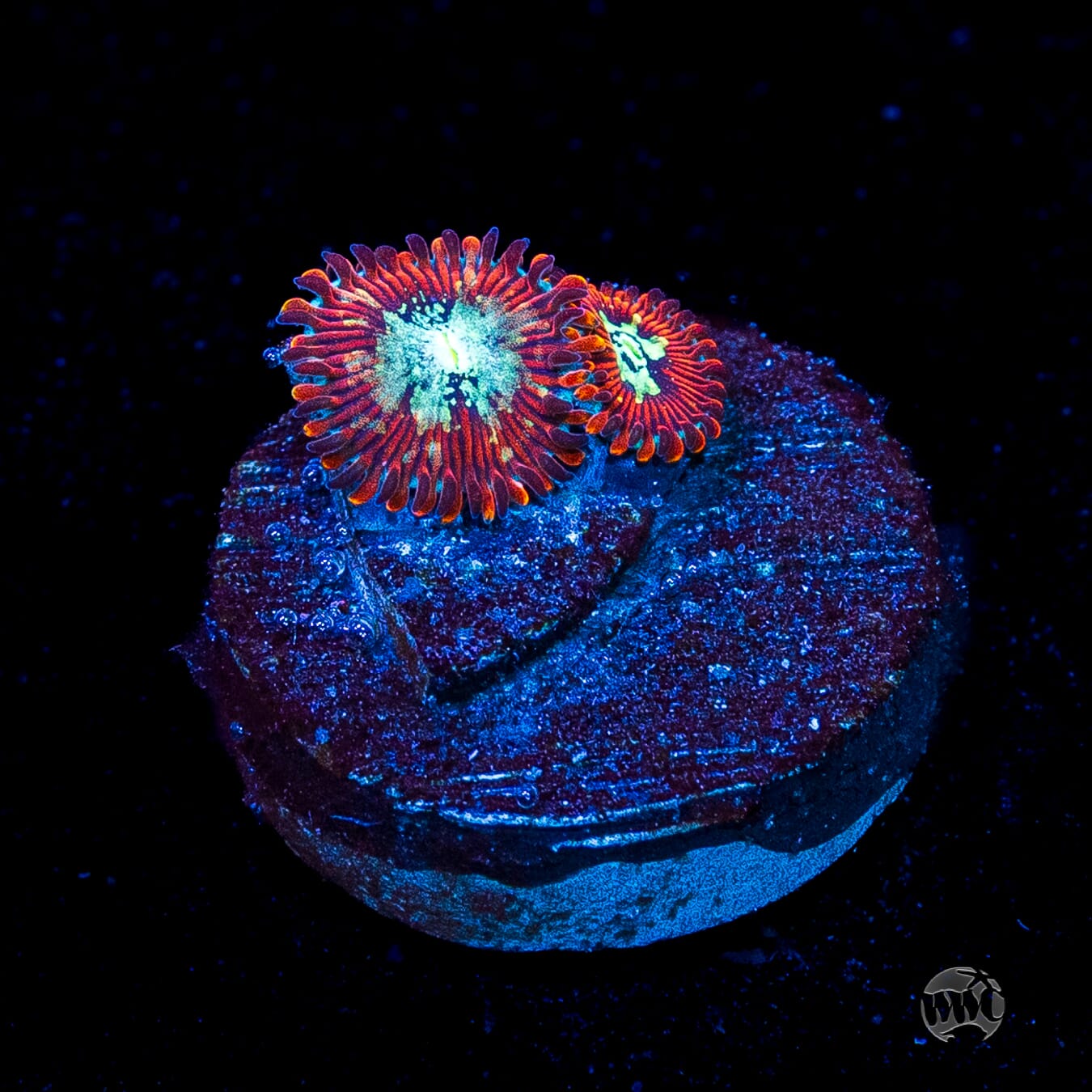 WWC Warlock Zoanthids