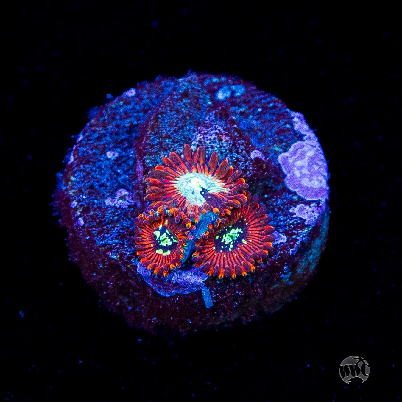 WWC Warlock Zoanthids