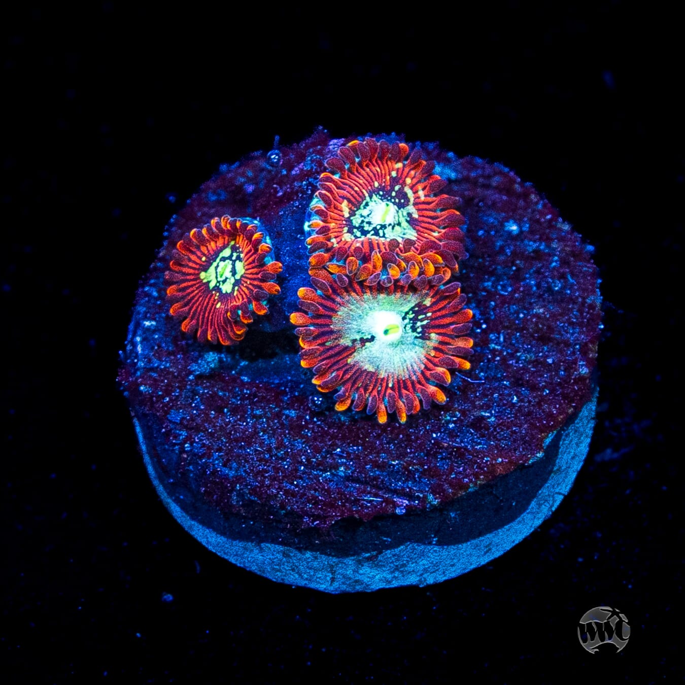 WWC Warlock Zoanthids