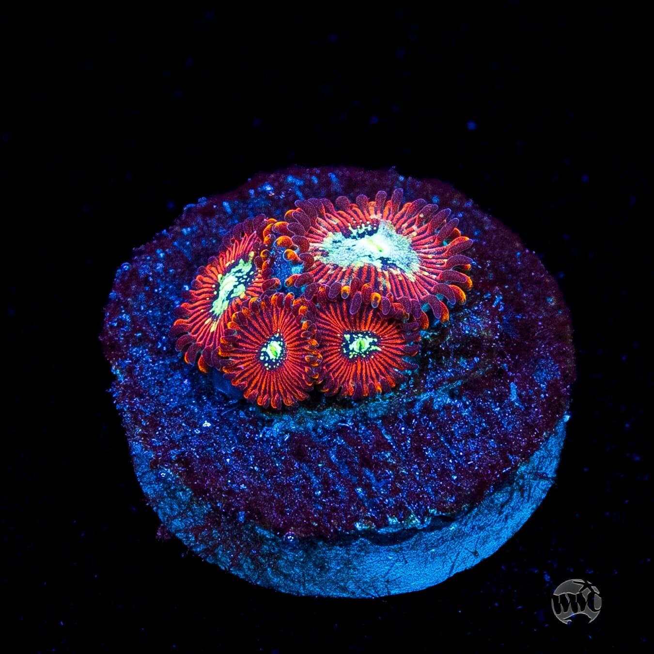 WWC Warlock Zoanthids