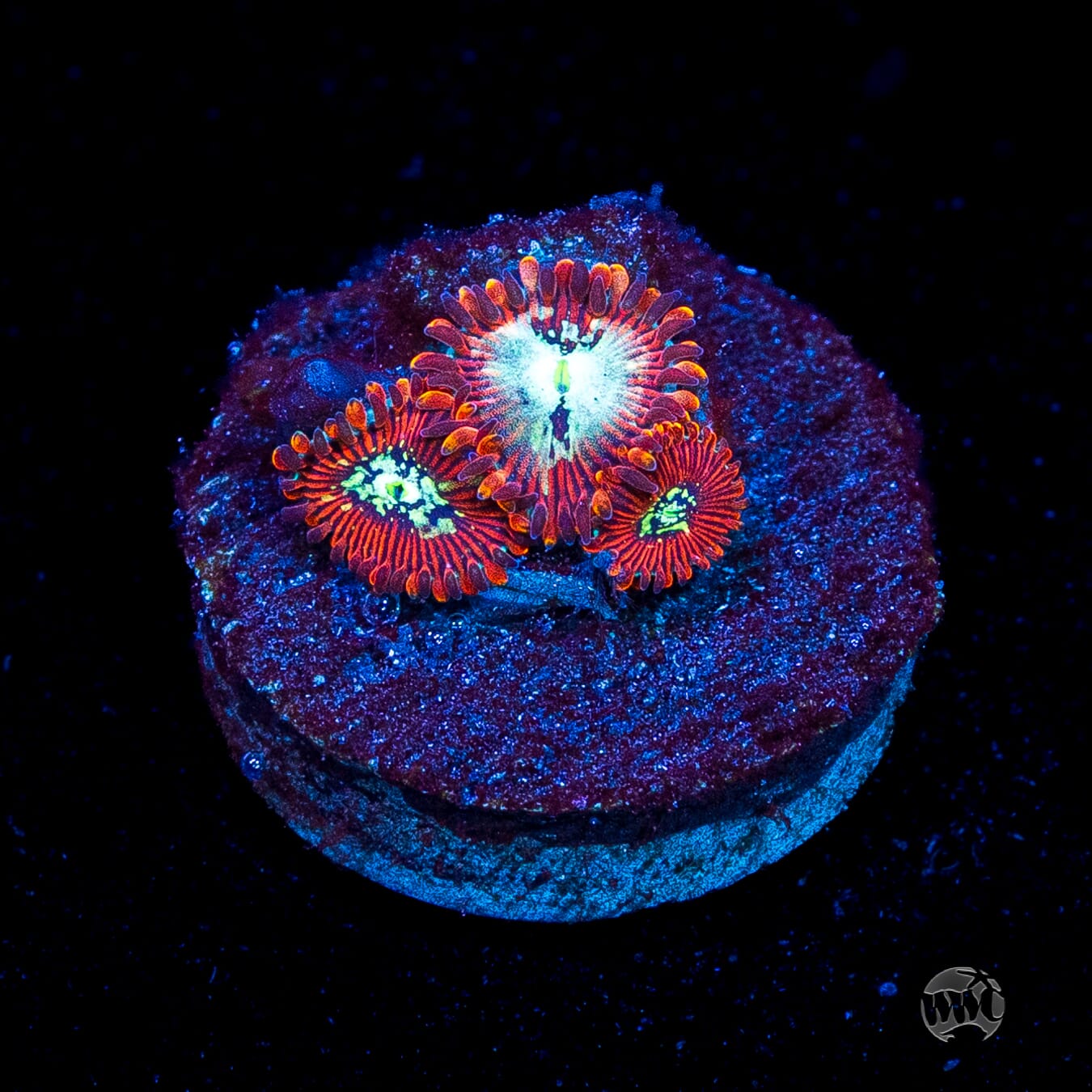 WWC Warlock Zoanthids