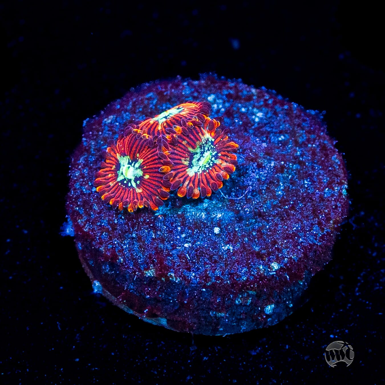 WWC Warlock Zoanthids