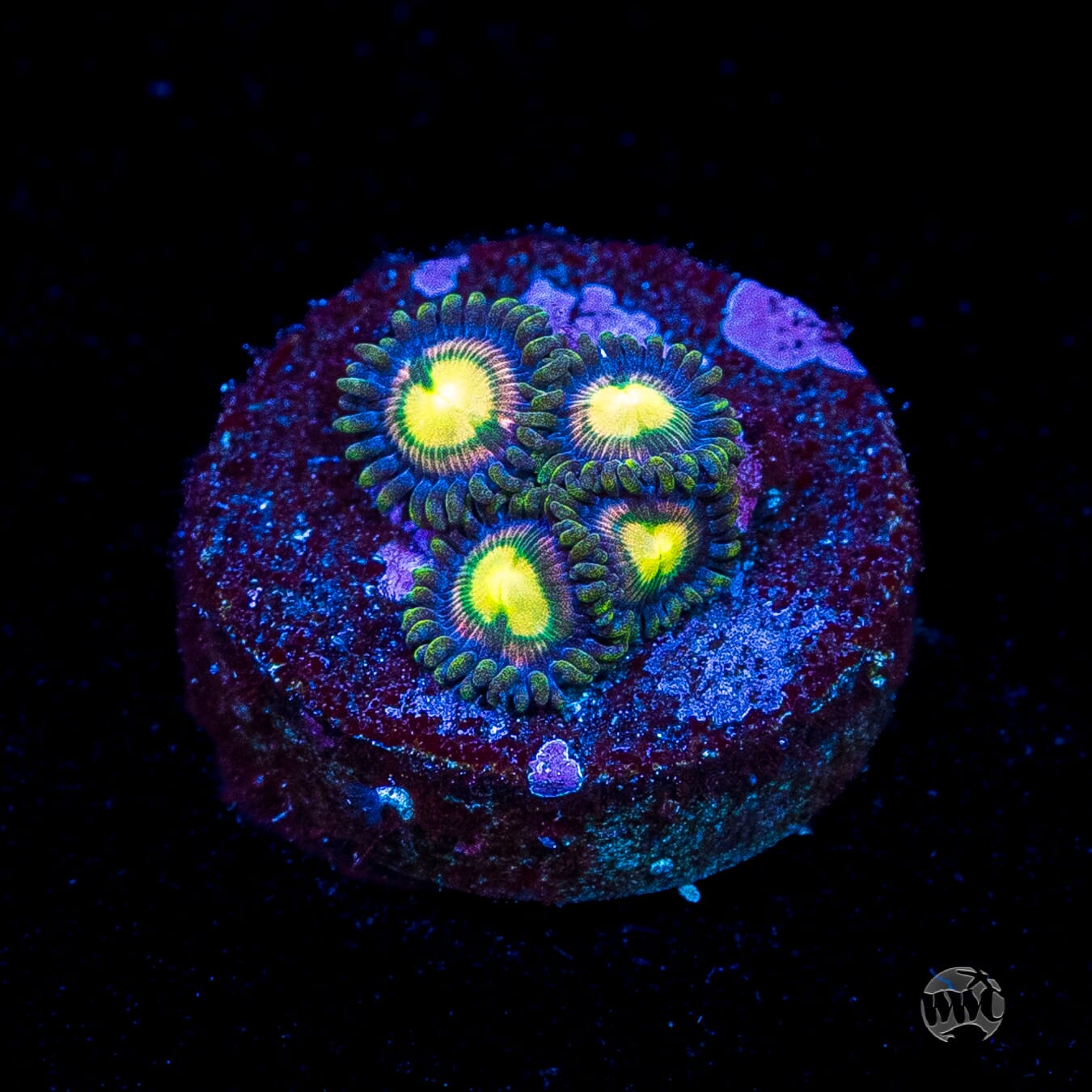 WWC Mystic Moon Zoanthids