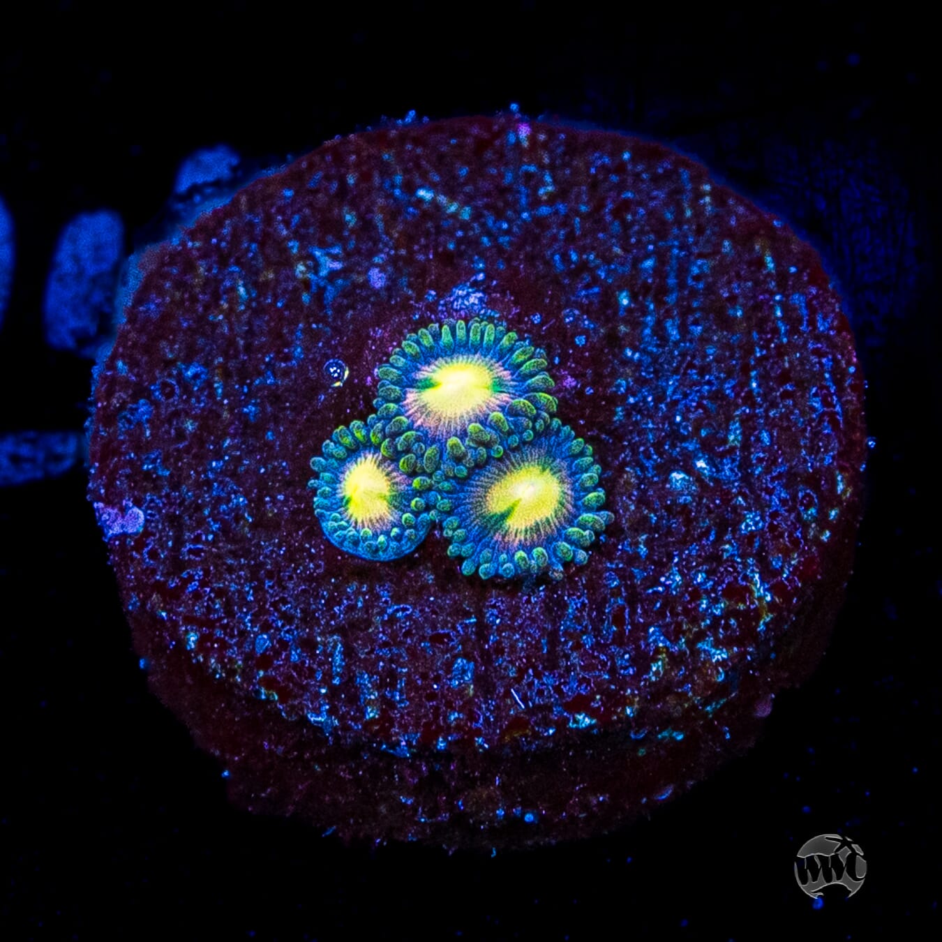 WWC Mystic Moon Zoanthids