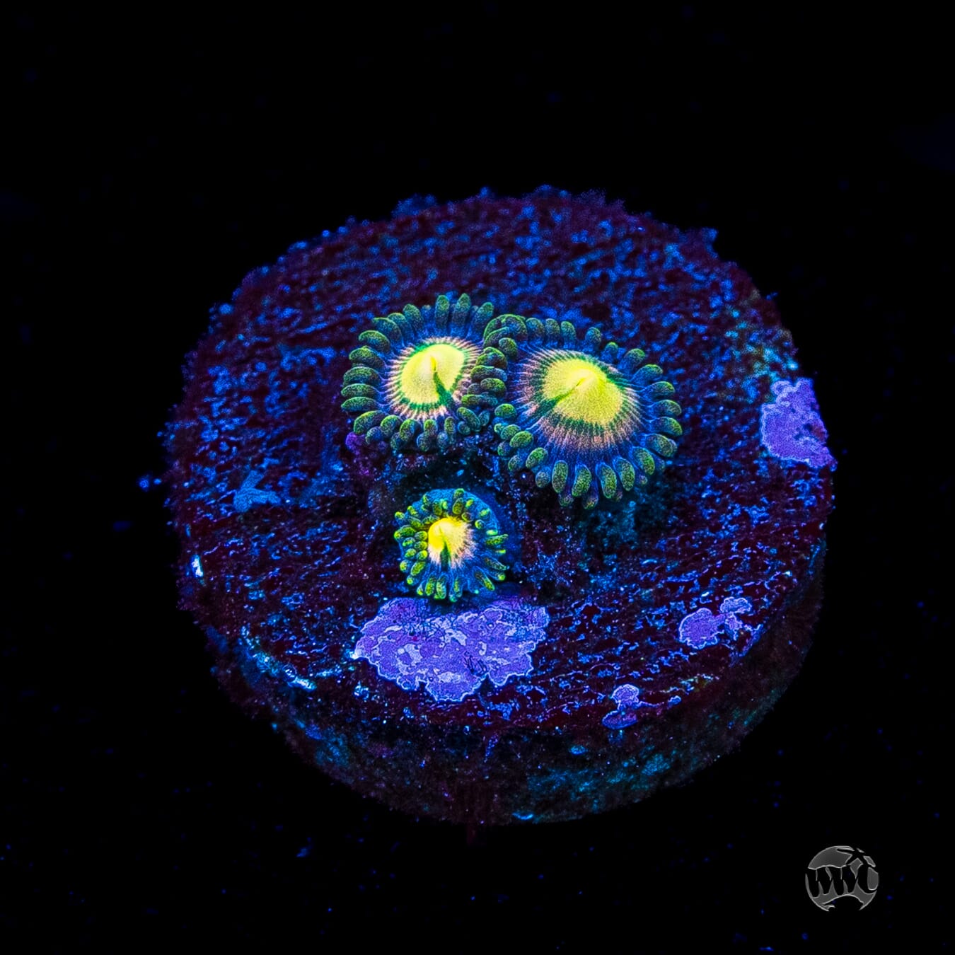 WWC Mystic Moon Zoanthids