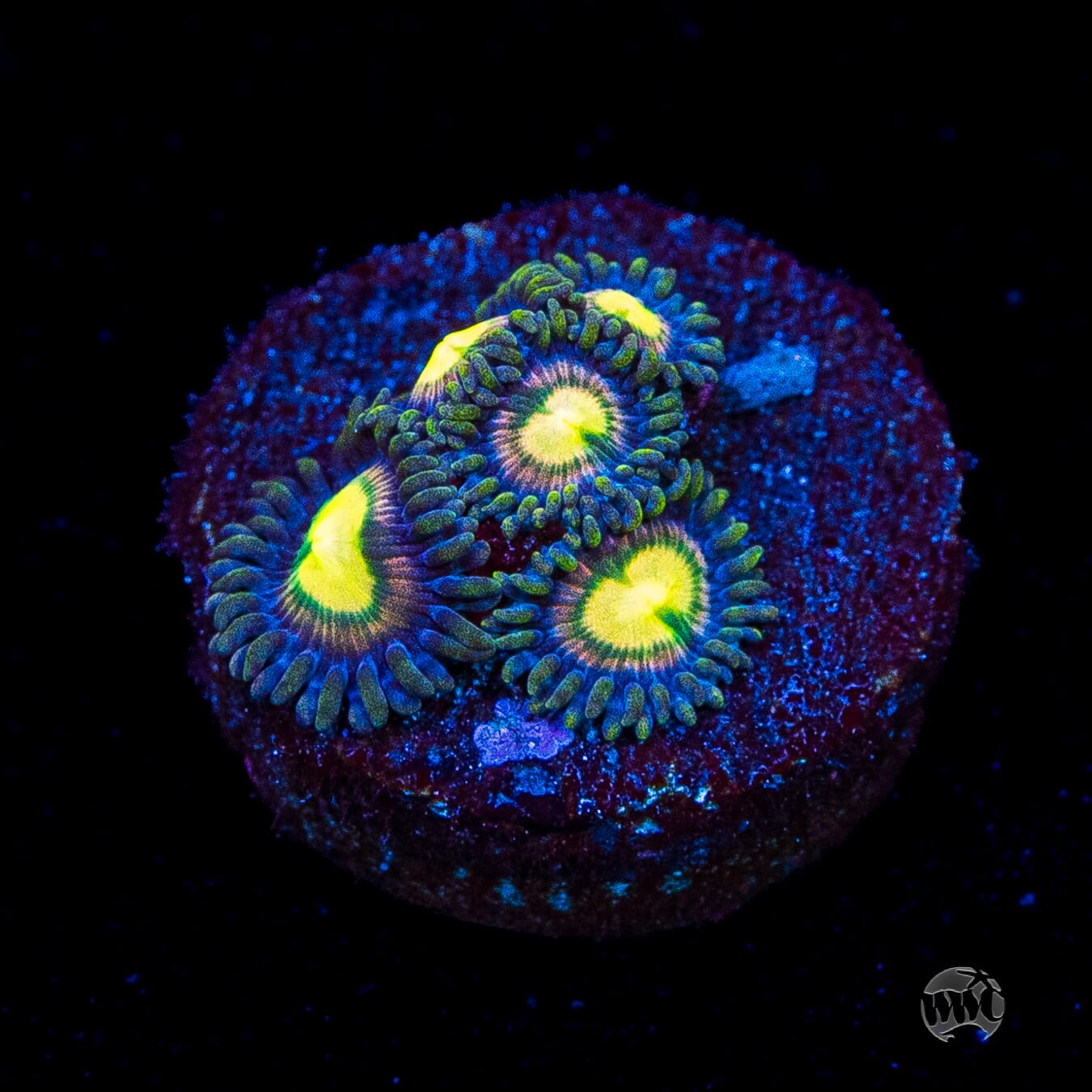 WWC Mystic Moon Zoanthids