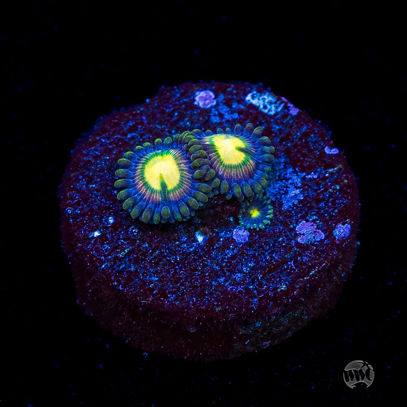 WWC Mystic Moon Zoanthids