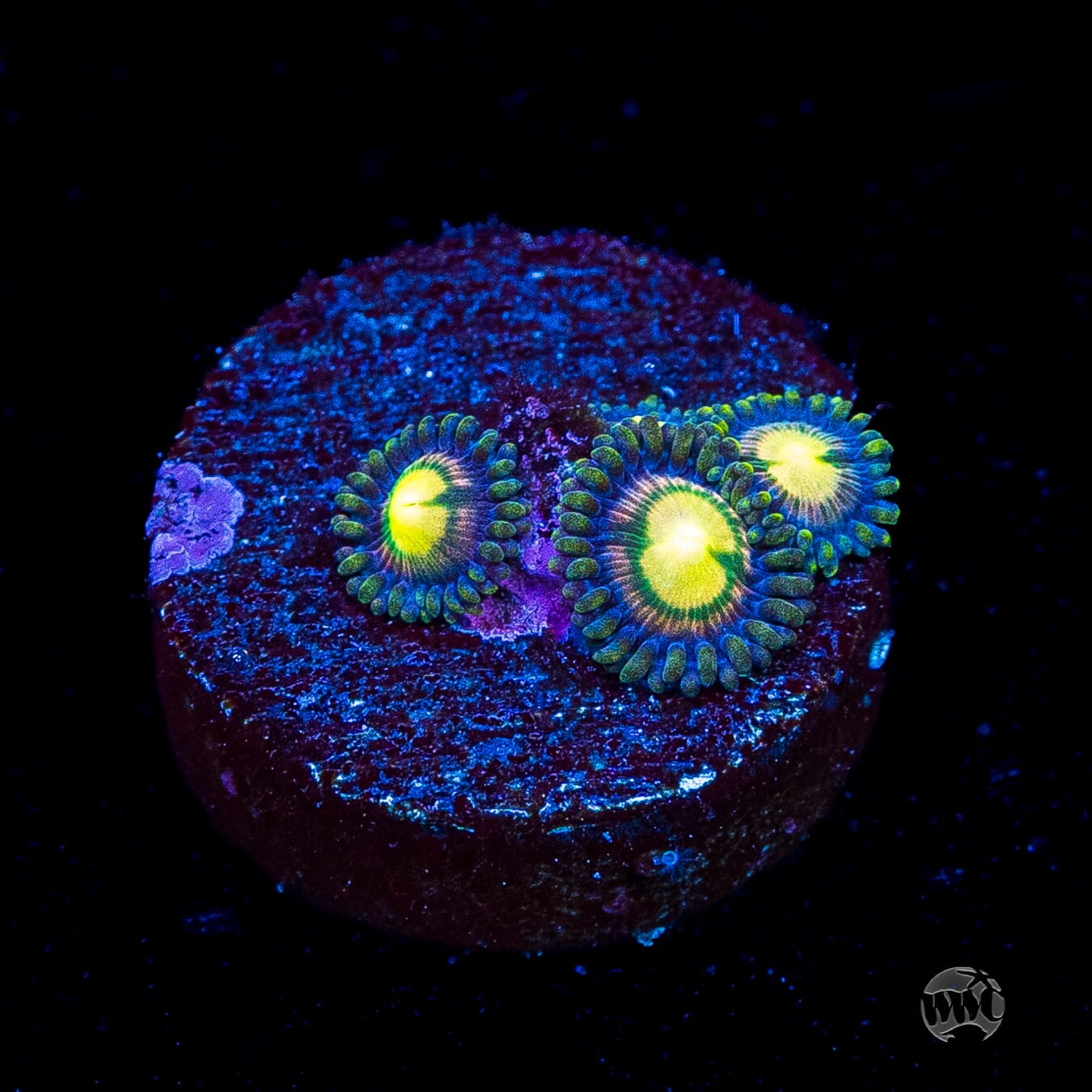 WWC Mystic Moon Zoanthids