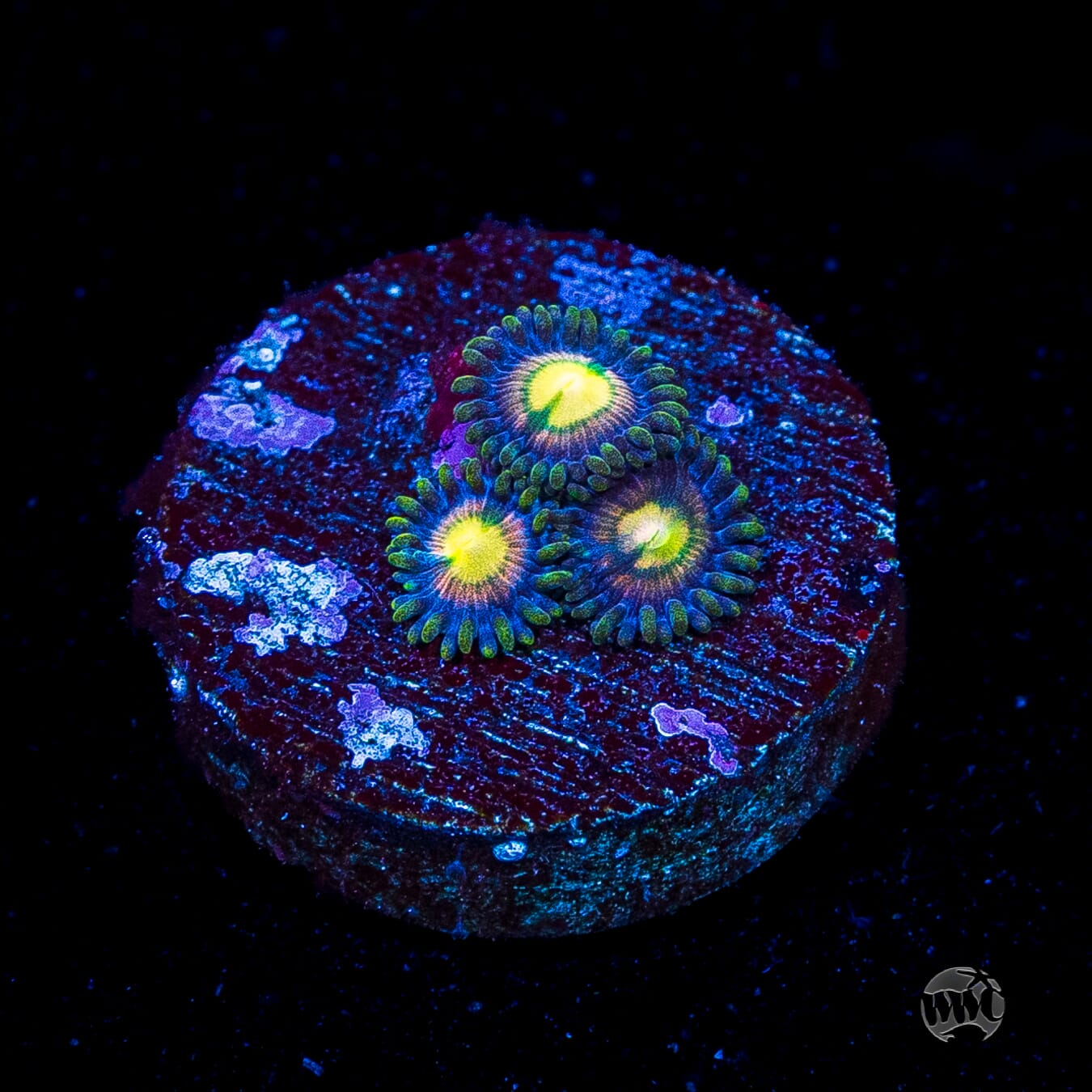 WWC Mystic Moon Zoanthids