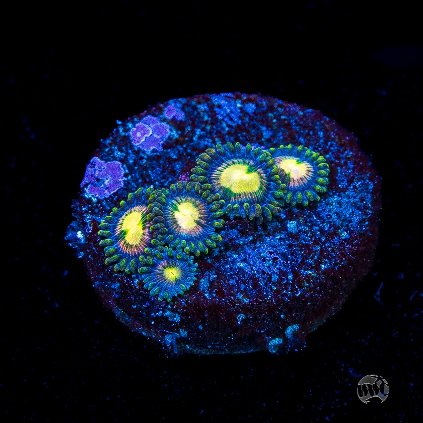 WWC Mystic Moon Zoanthids