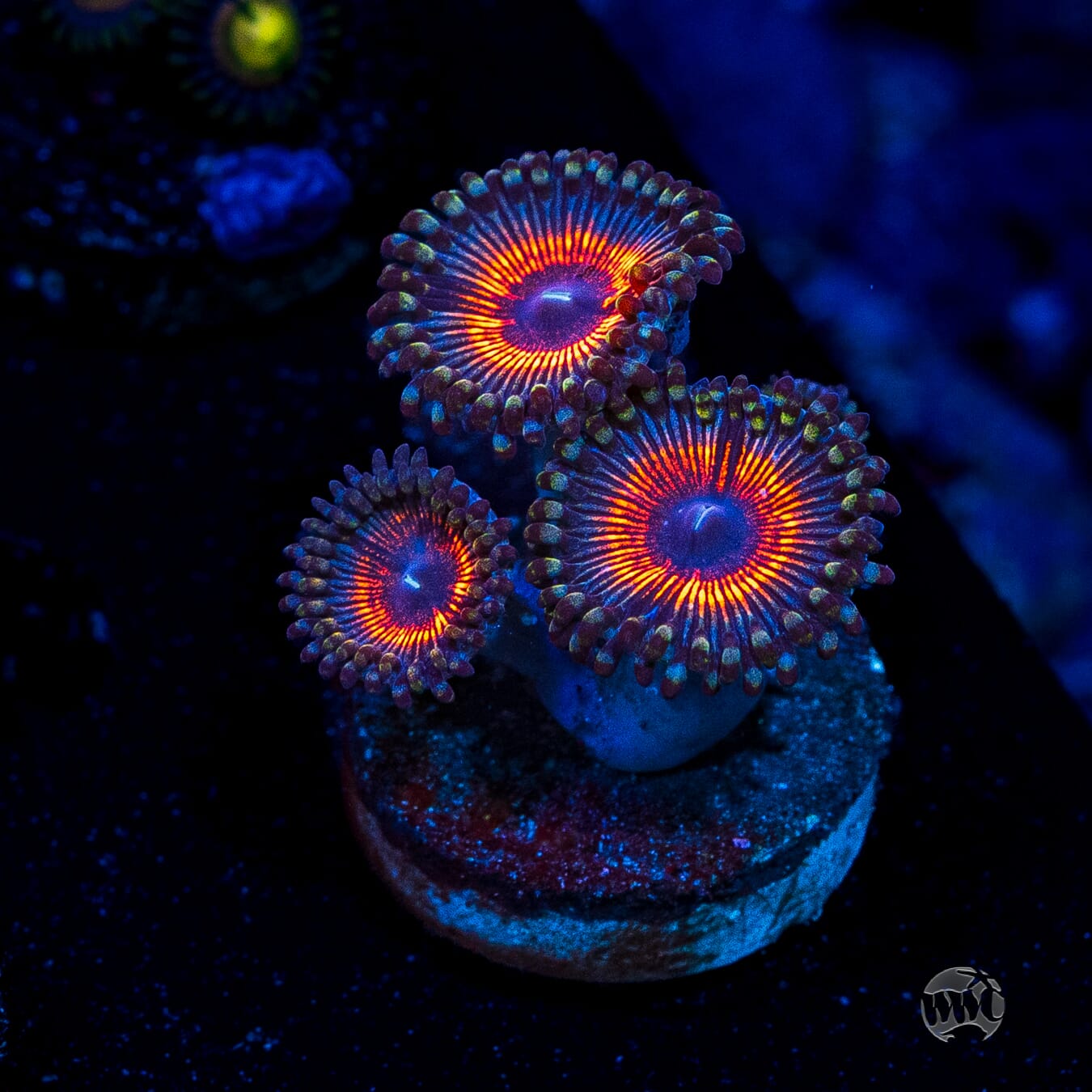 Armor of God Zoanthids