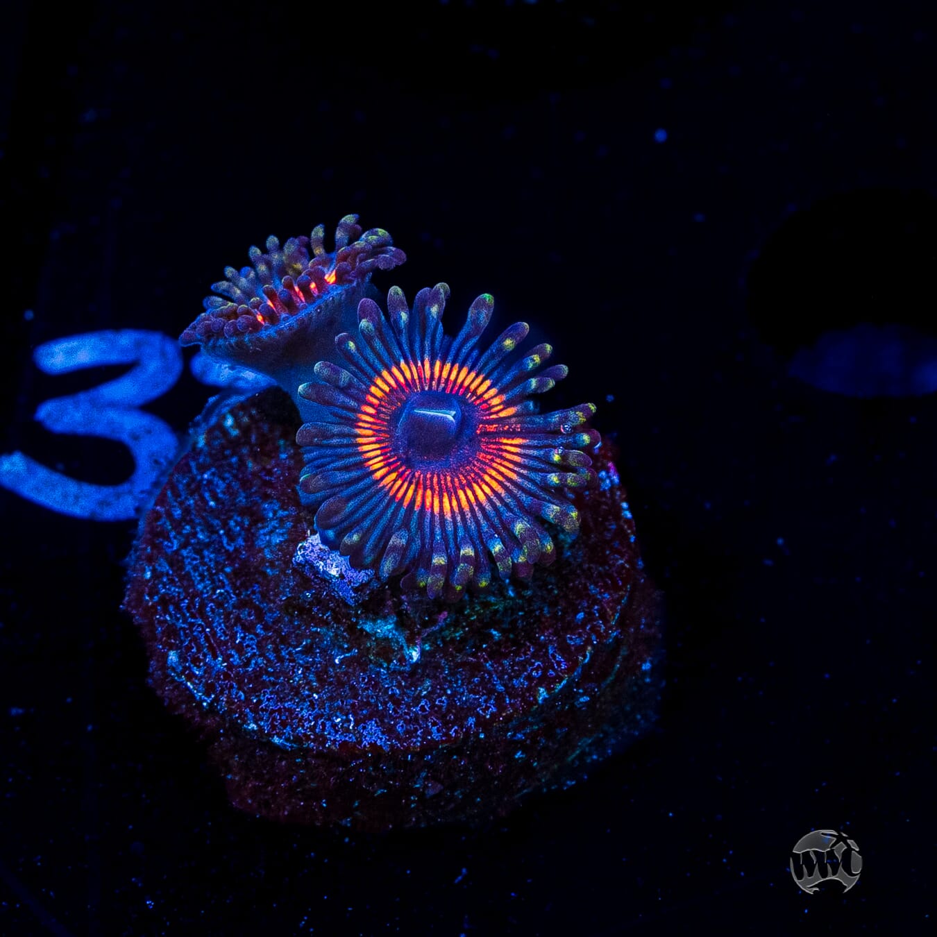 Armor of God Zoanthids
