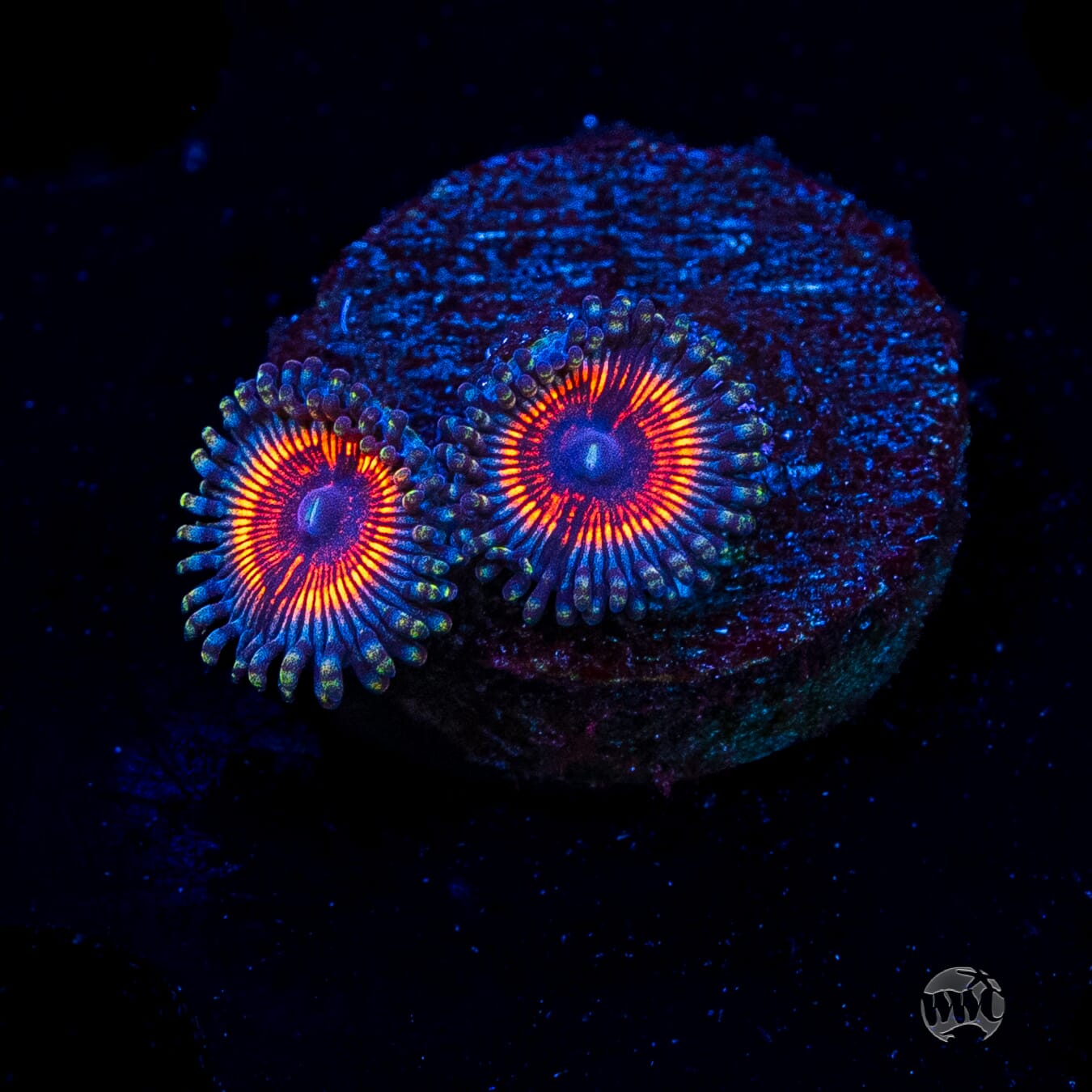 Armor of God Zoanthids