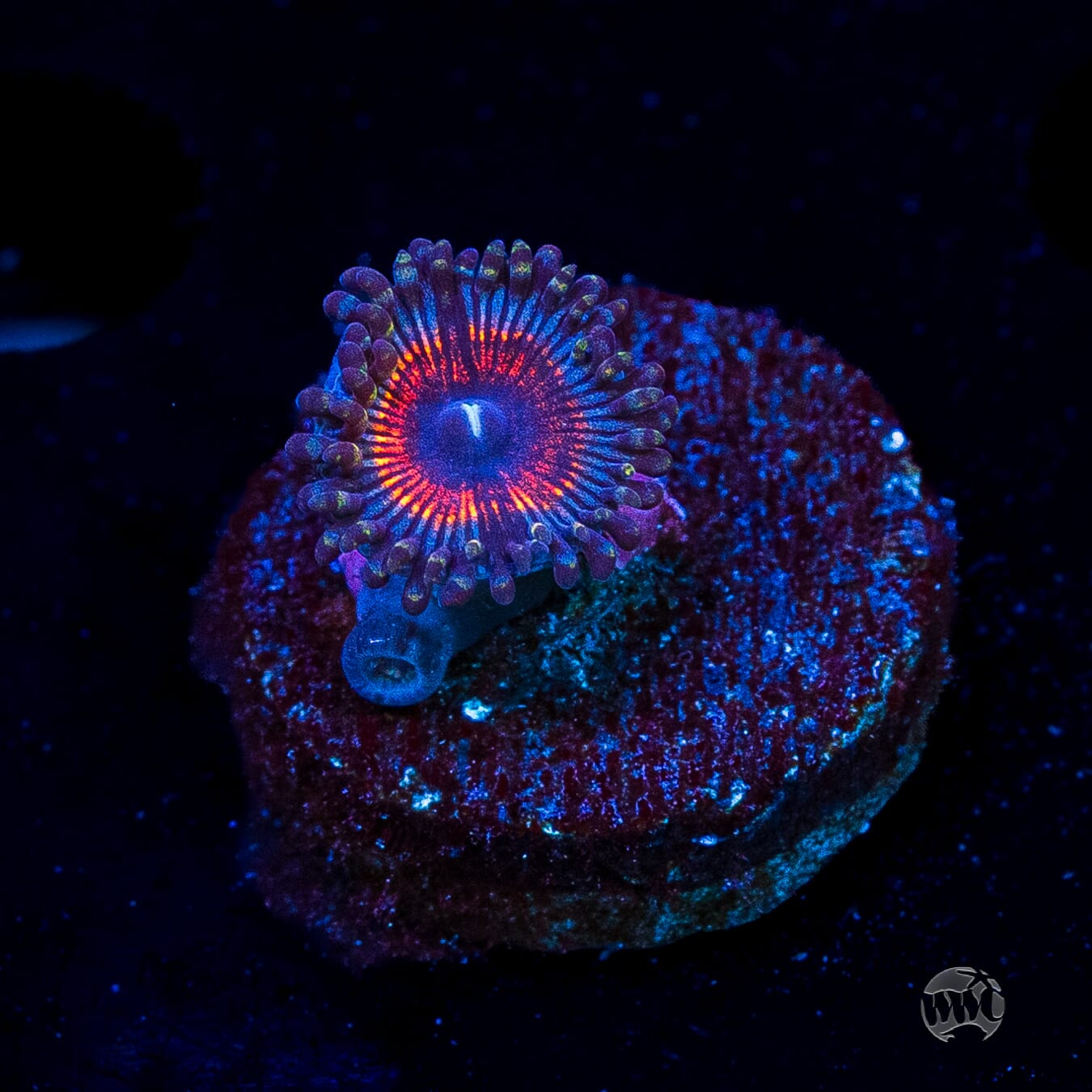 Armor of God Zoanthids