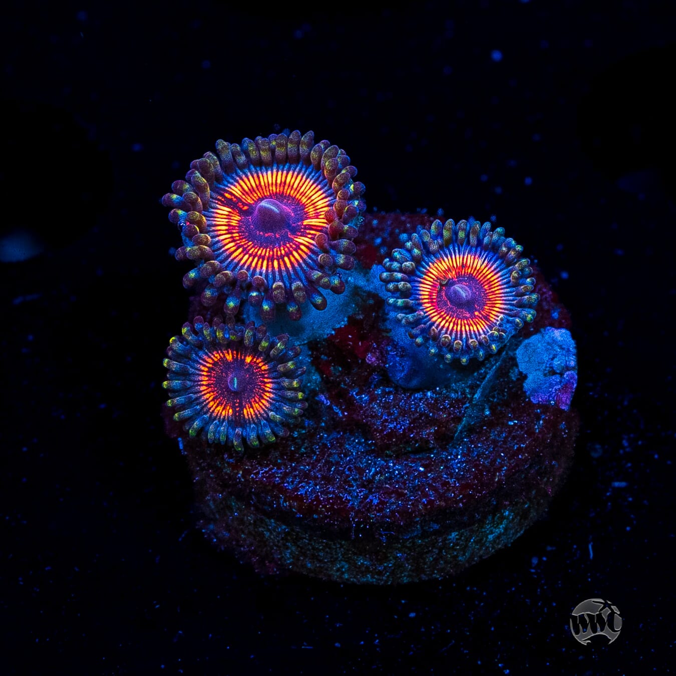 Armor of God Zoanthids