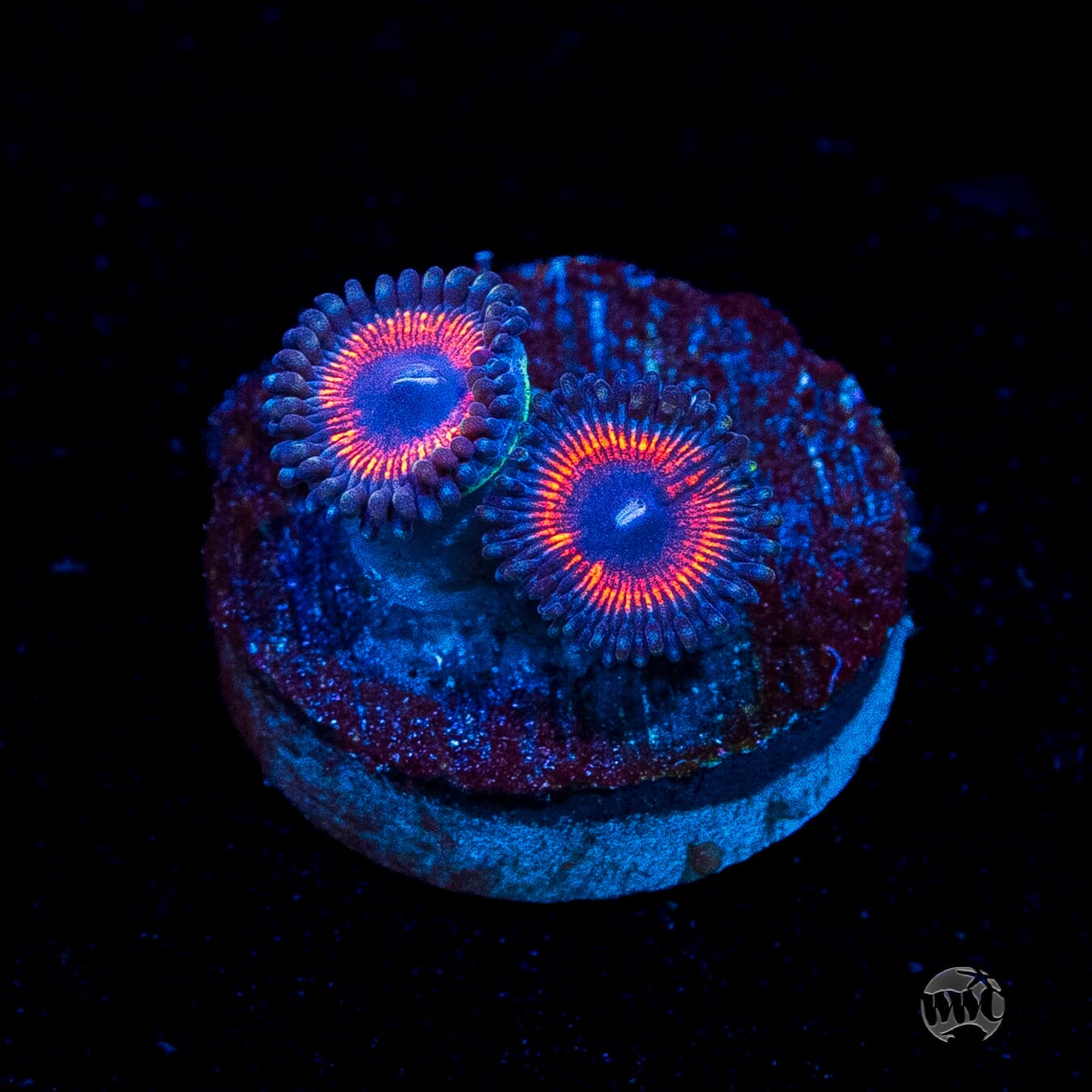Armor of God Zoanthids