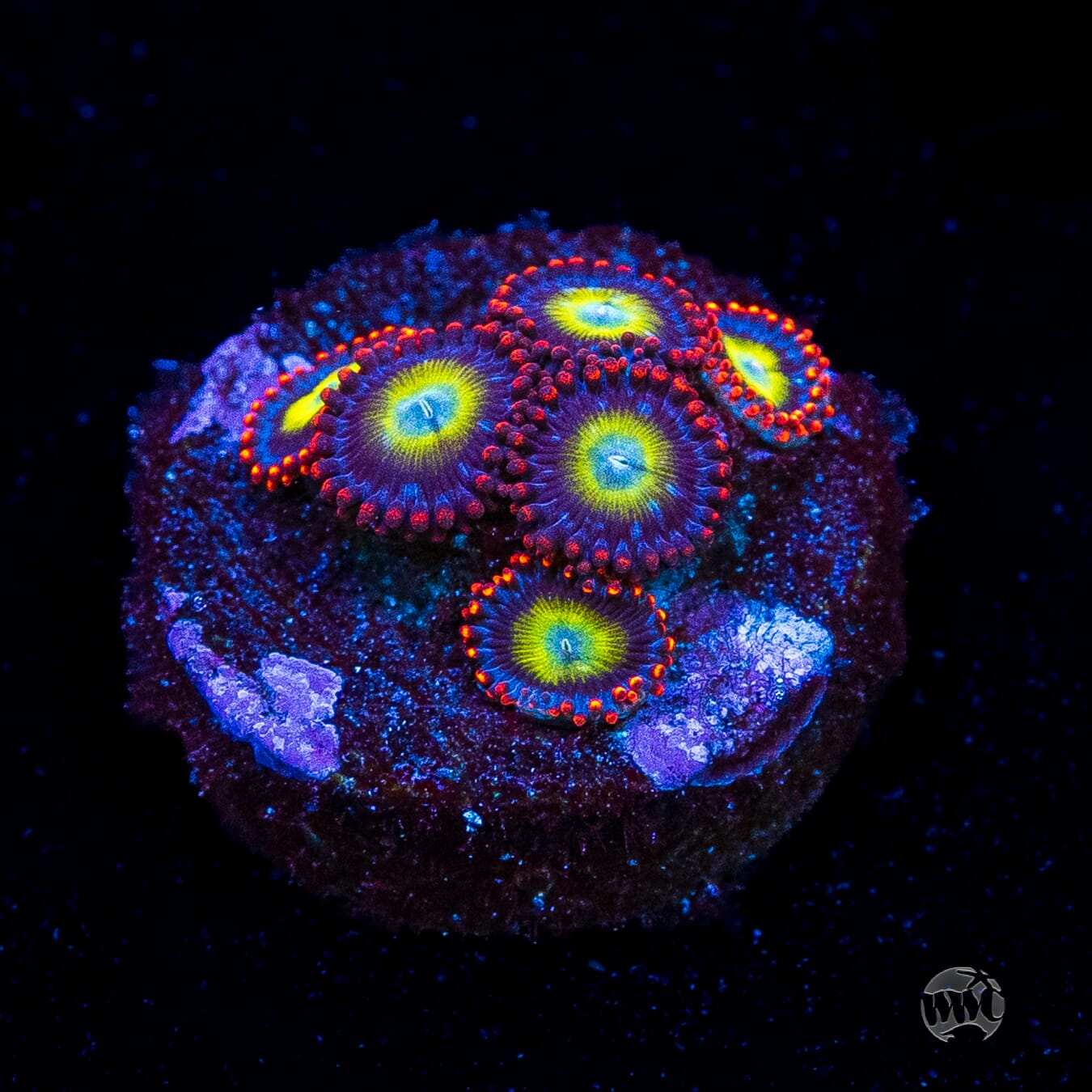 Monster Mash Zoanthids