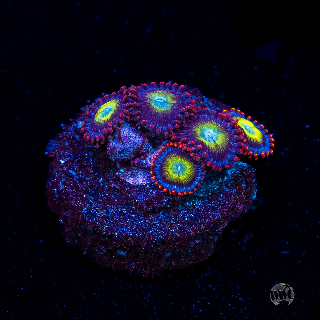 Monster Mash Zoanthids