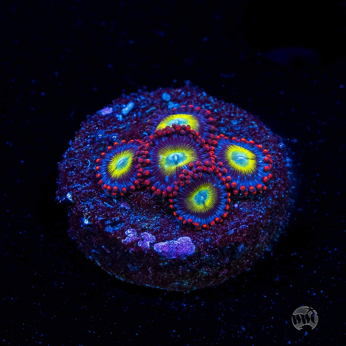 Monster Mash Zoanthids