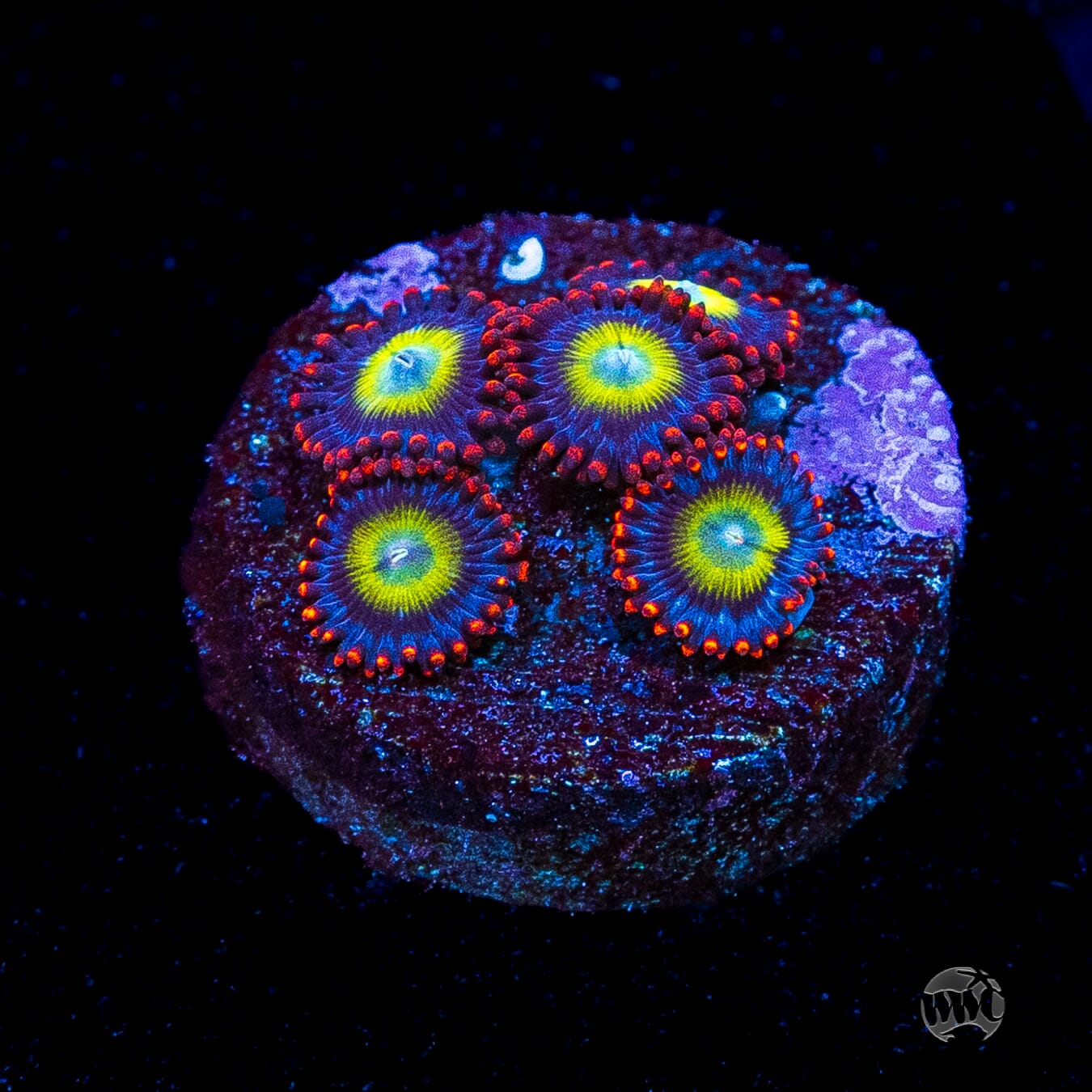 Monster Mash Zoanthids