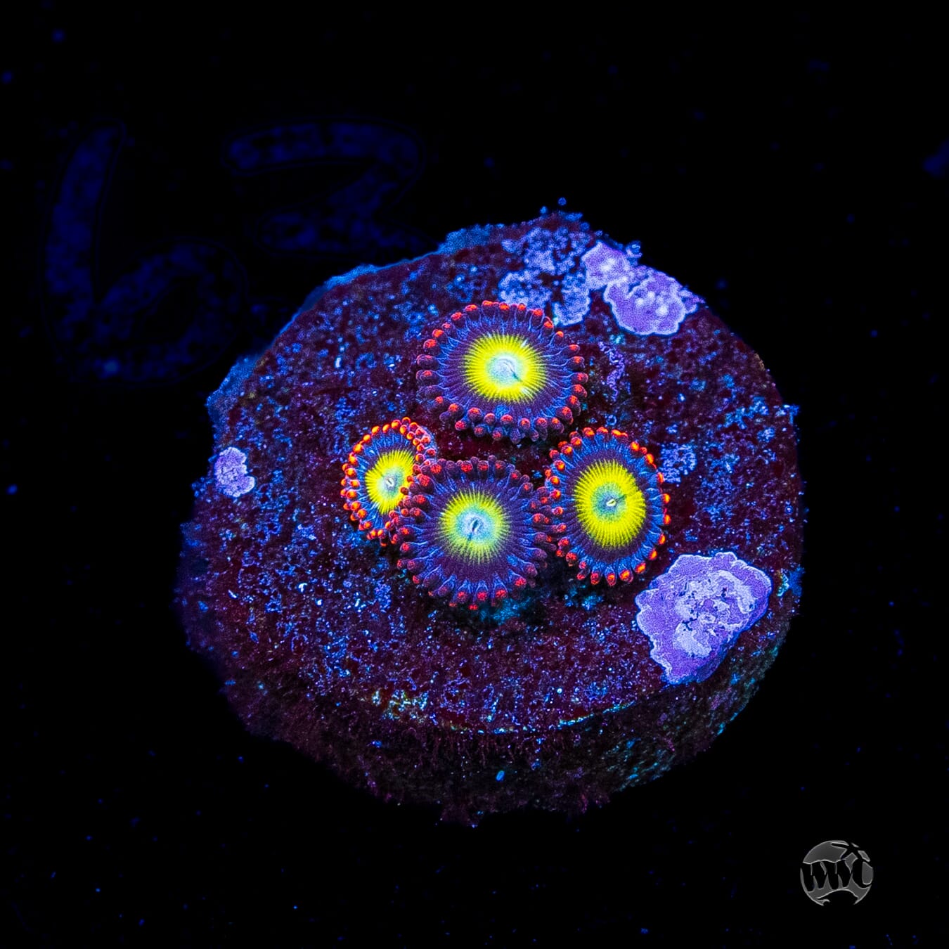 Monster Mash Zoanthids