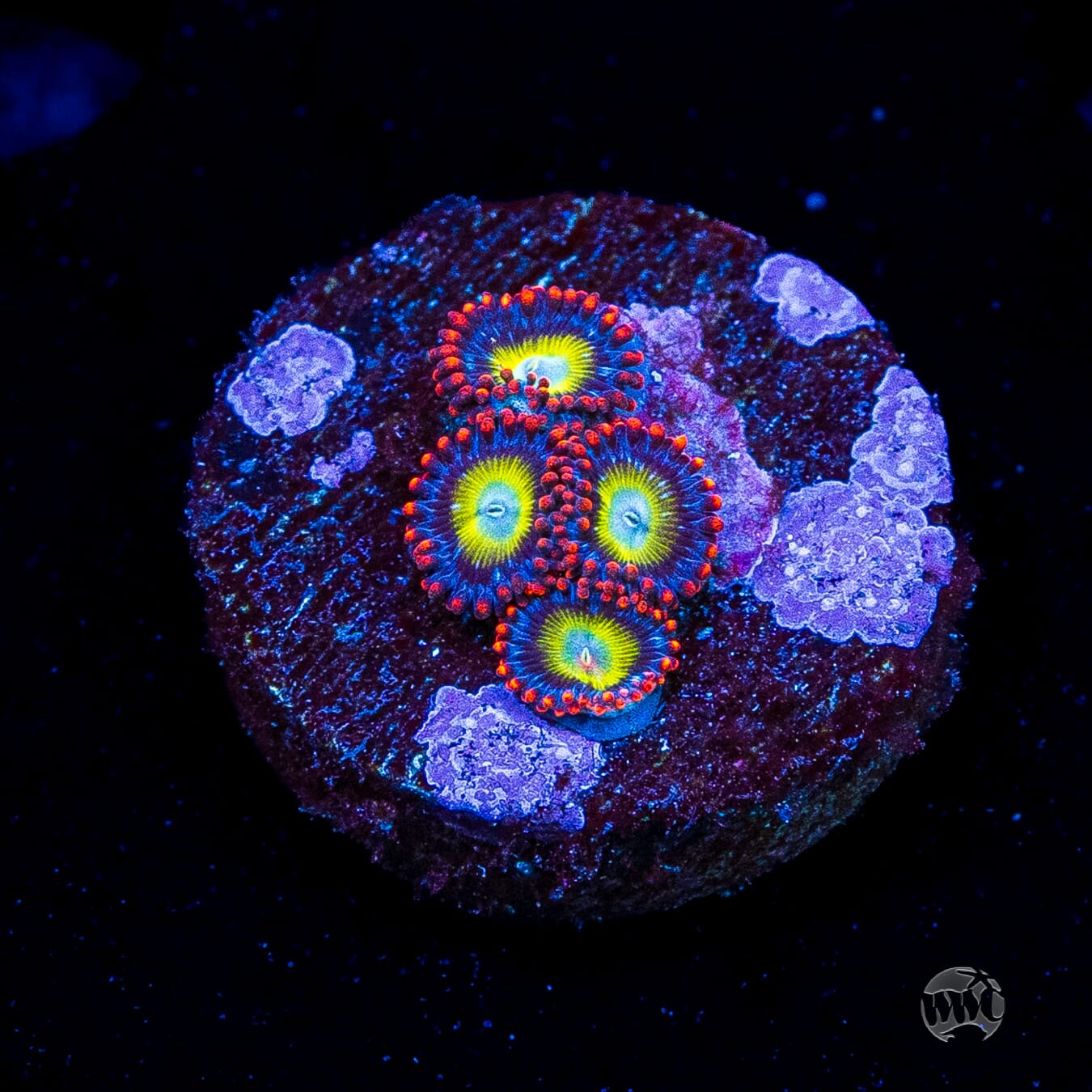 Monster Mash Zoanthids
