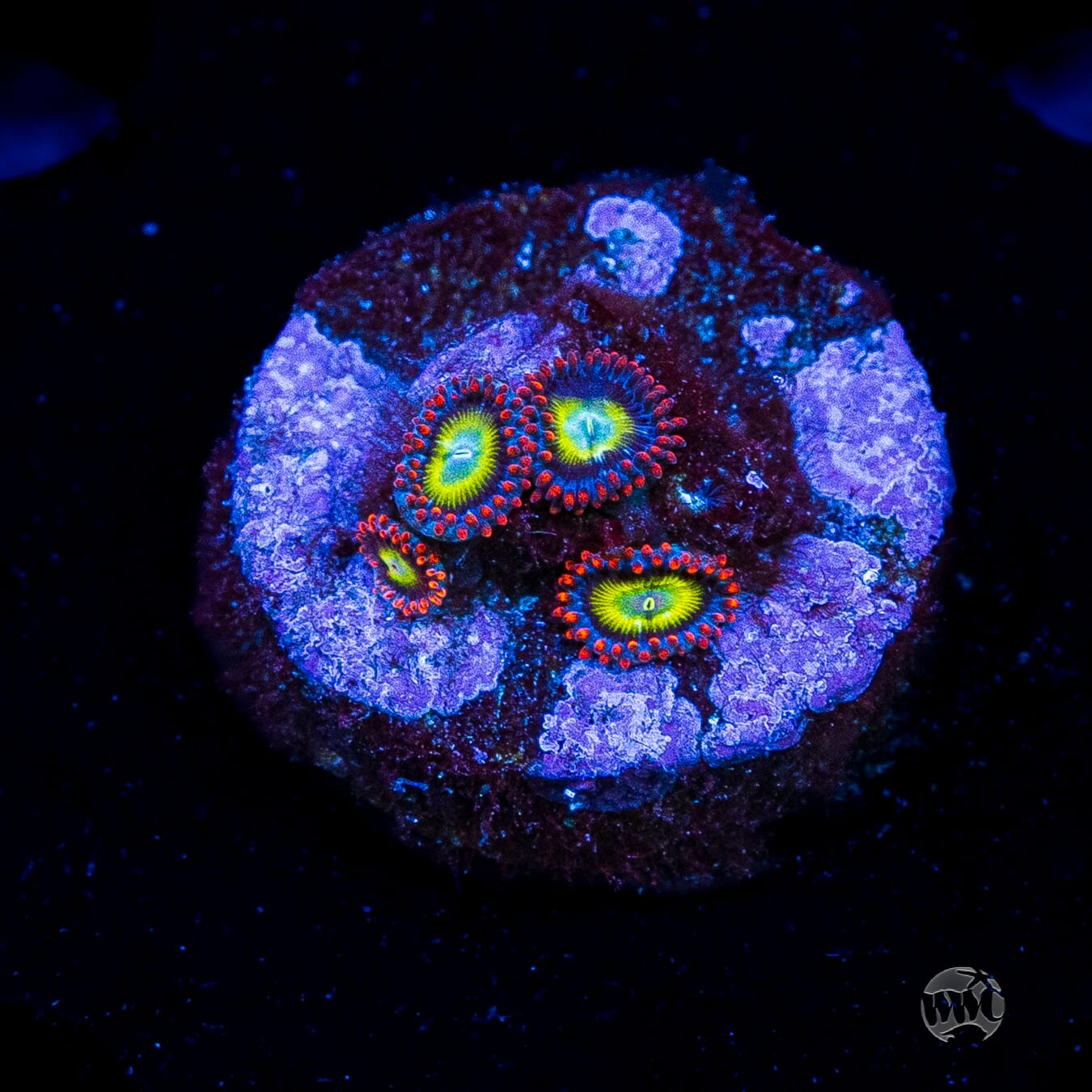 Monster Mash Zoanthids