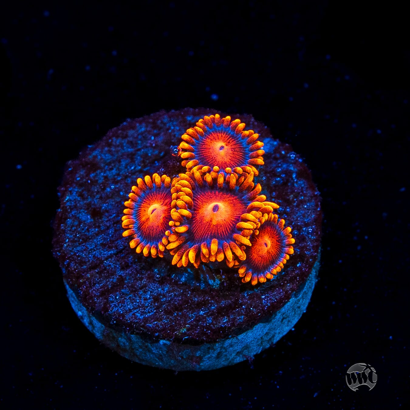 Bam Bamz Zoanthids