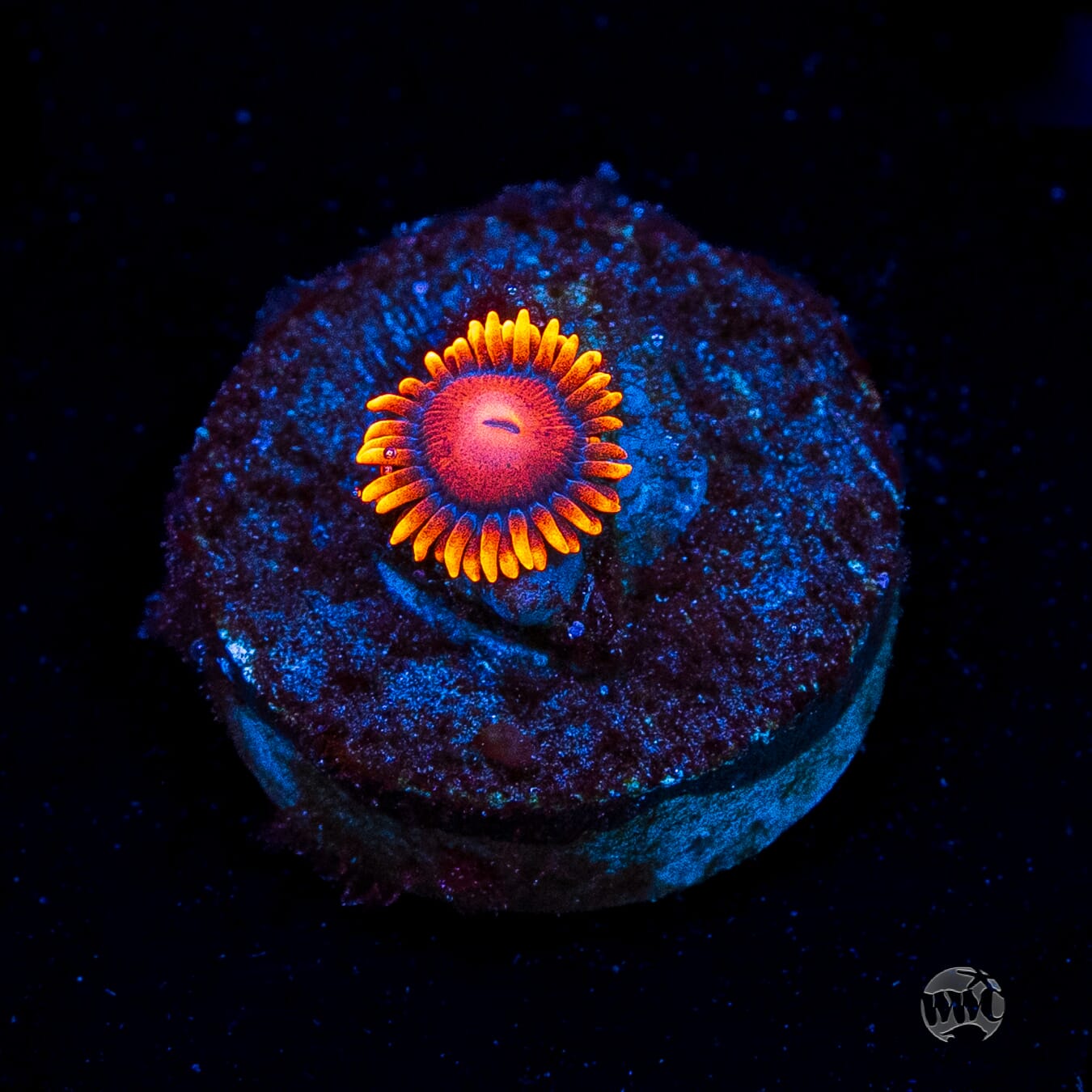 Bam Bamz Zoanthids