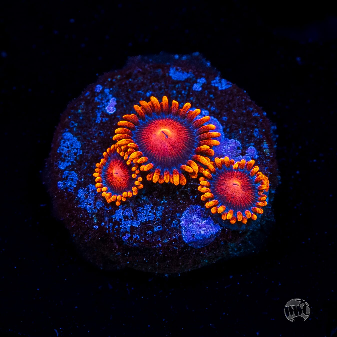 Bam Bamz Zoanthids