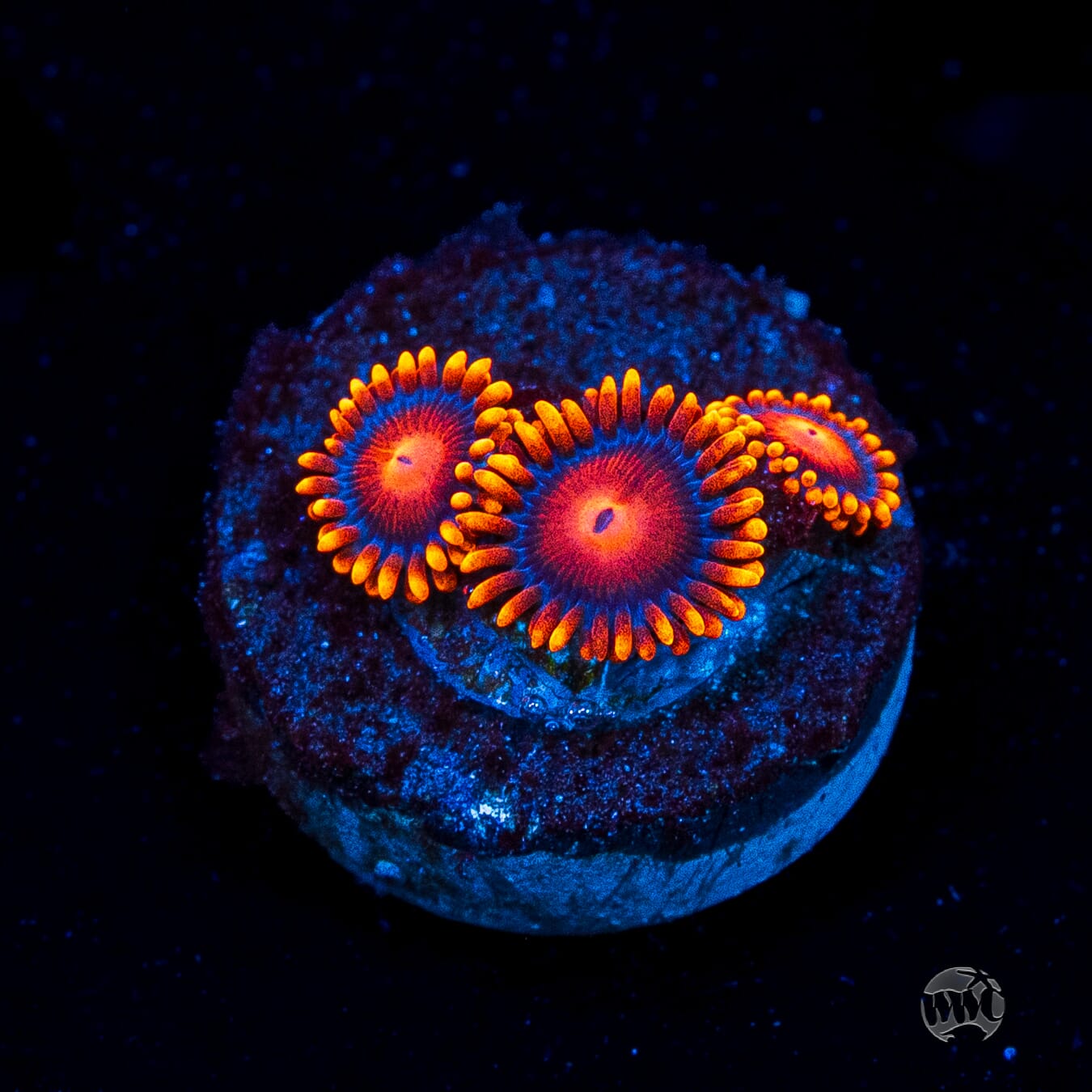Bam Bamz Zoanthids