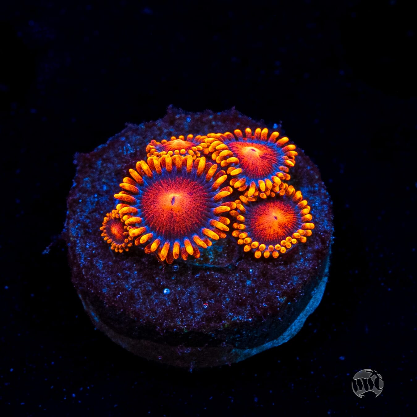 Bam Bamz Zoanthids