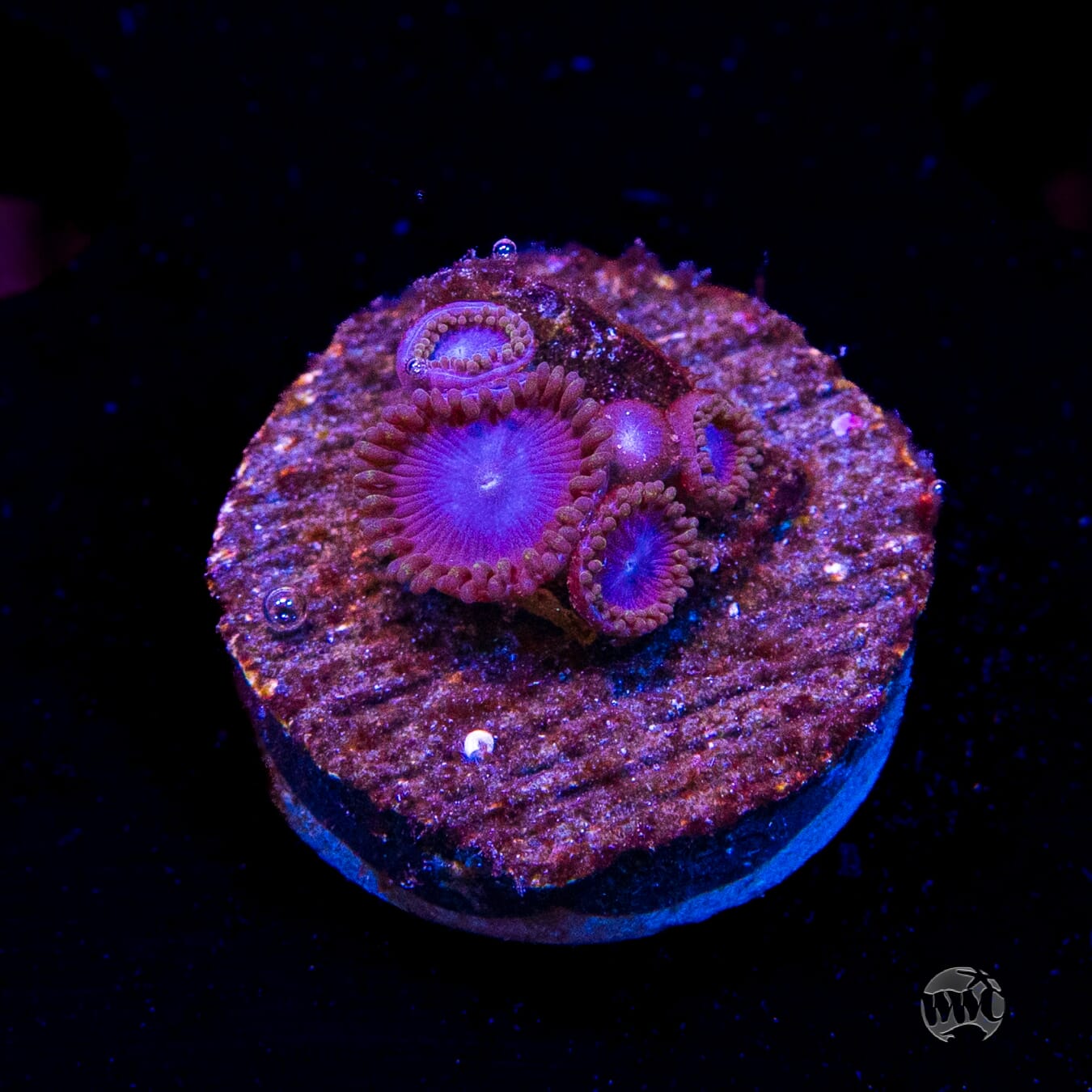 Tubbs Blues Zoanthids