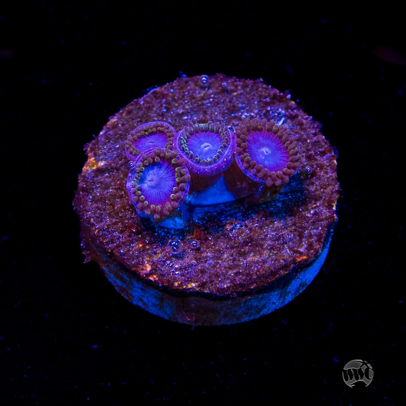 Tubbs Blues Zoanthids