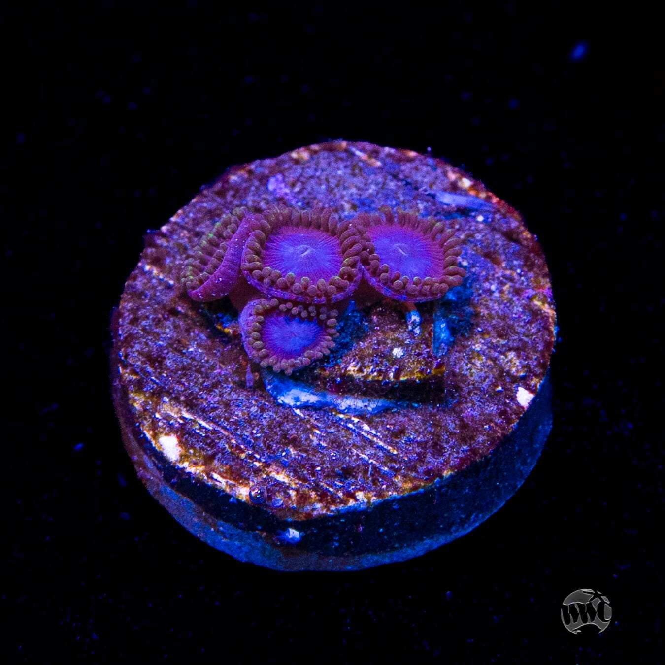 Tubbs Blues Zoanthids