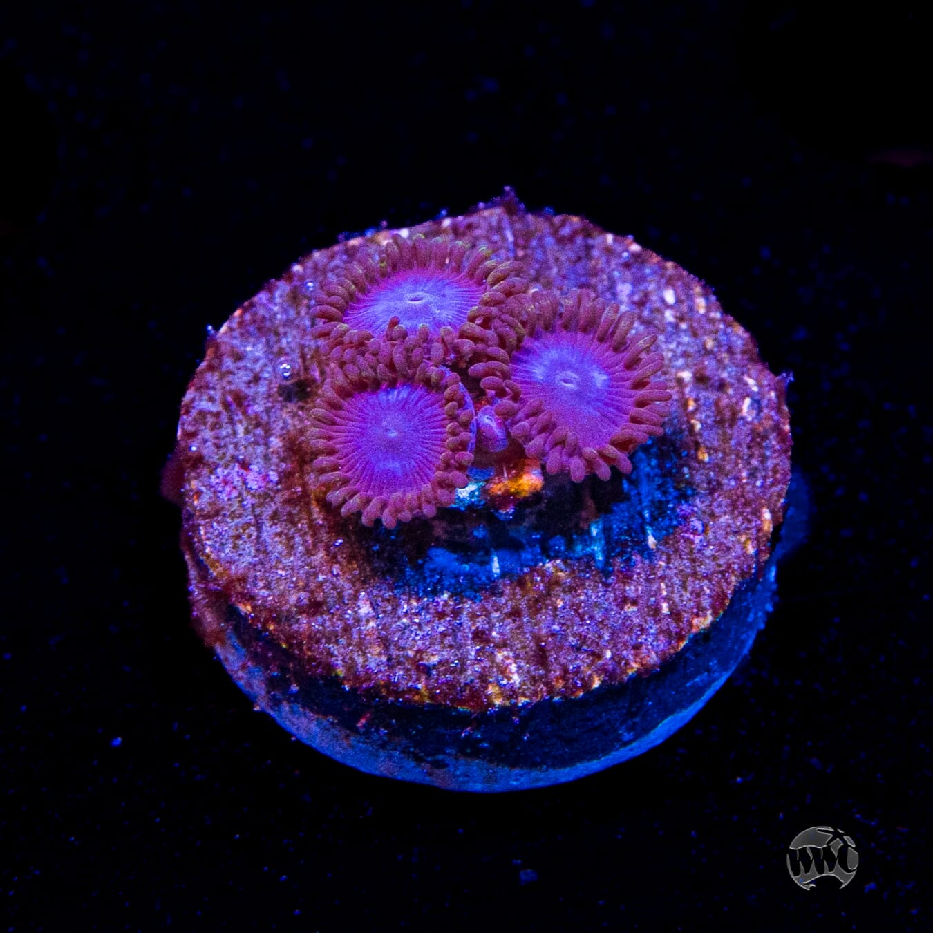 Tubbs Blues Zoanthids