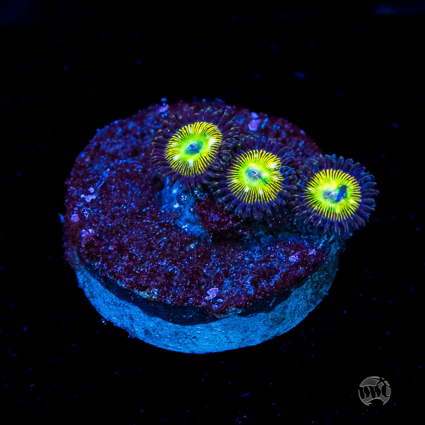 WWC Saltwater Taffee Zoanthids