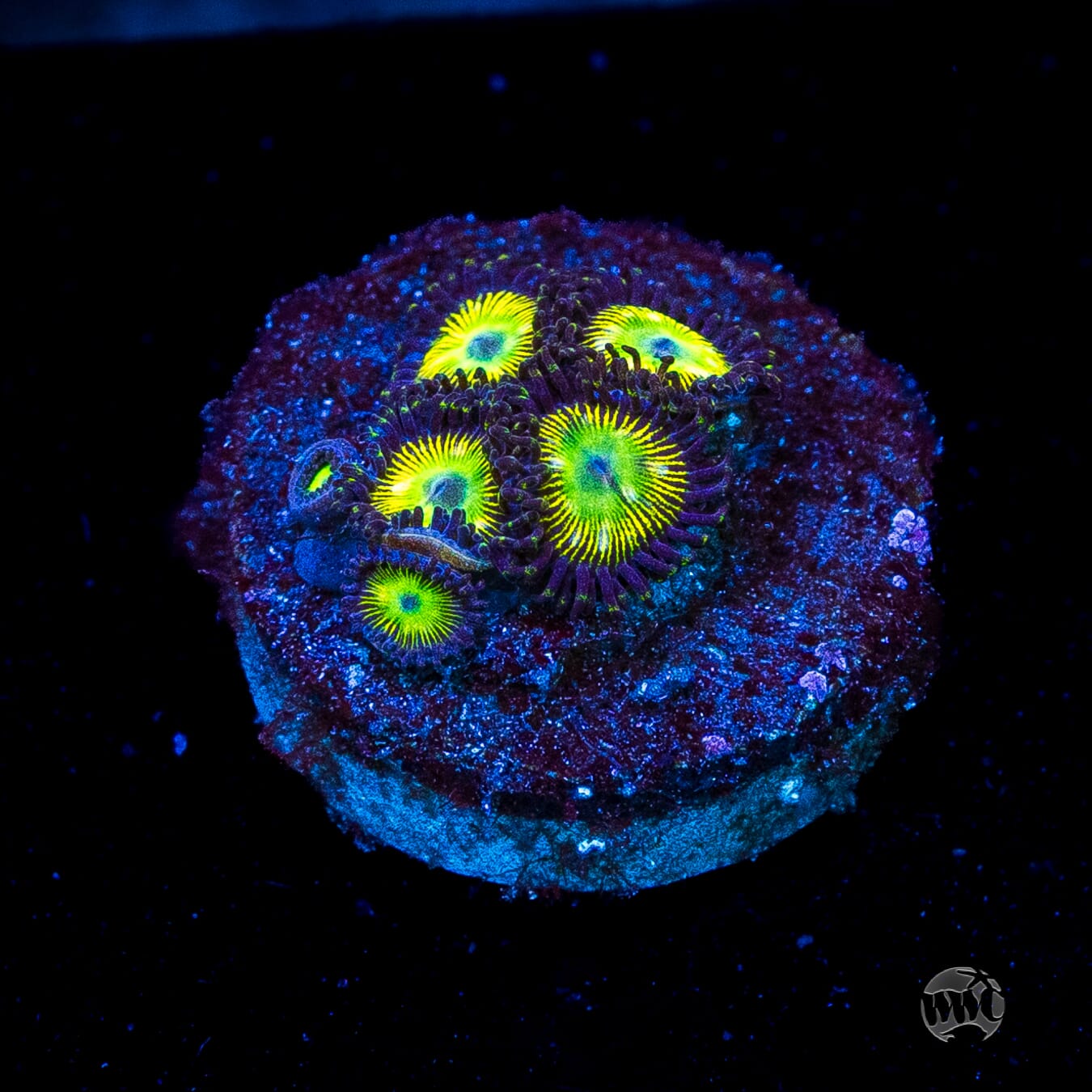 WWC Saltwater Taffee Zoanthids