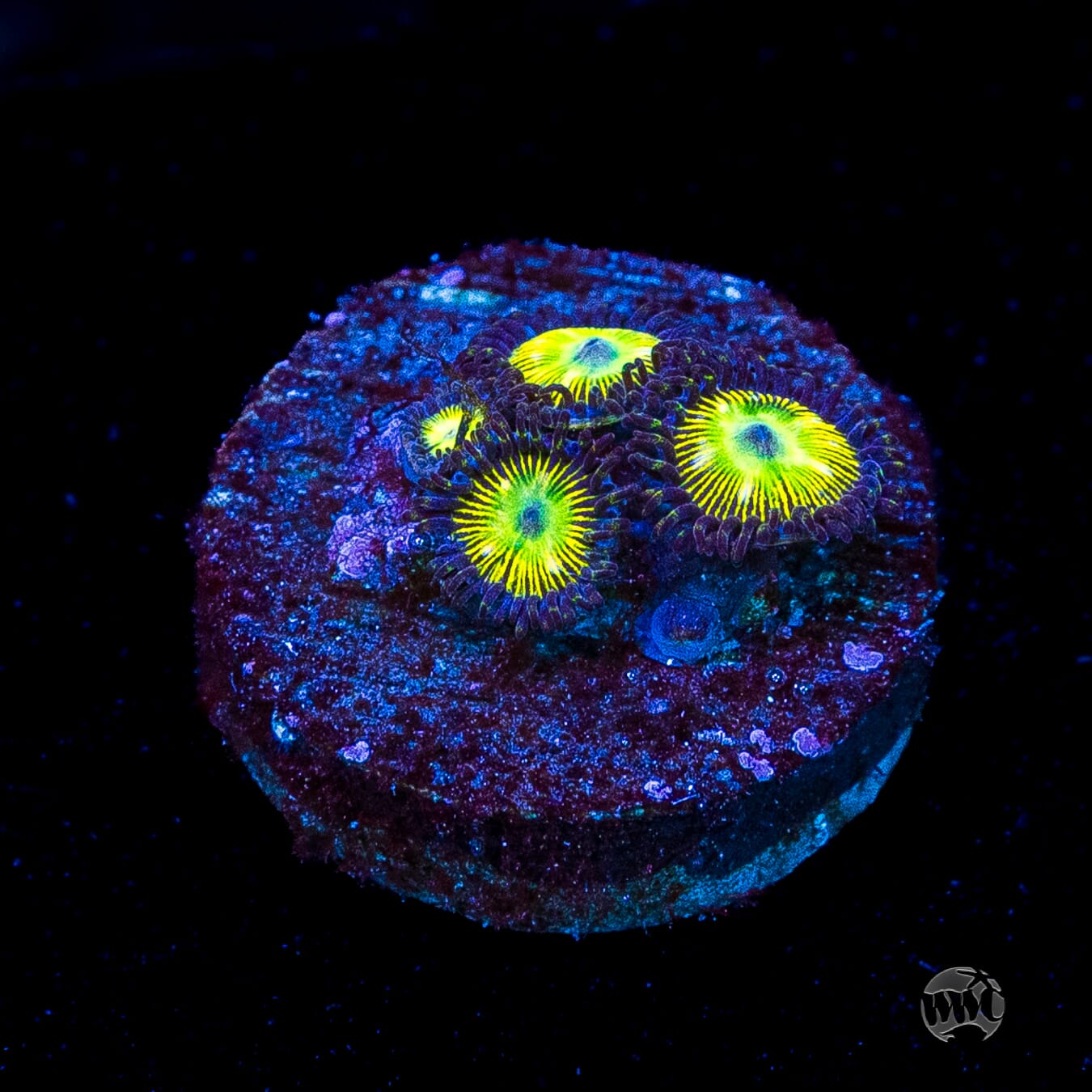 WWC Saltwater Taffee Zoanthids