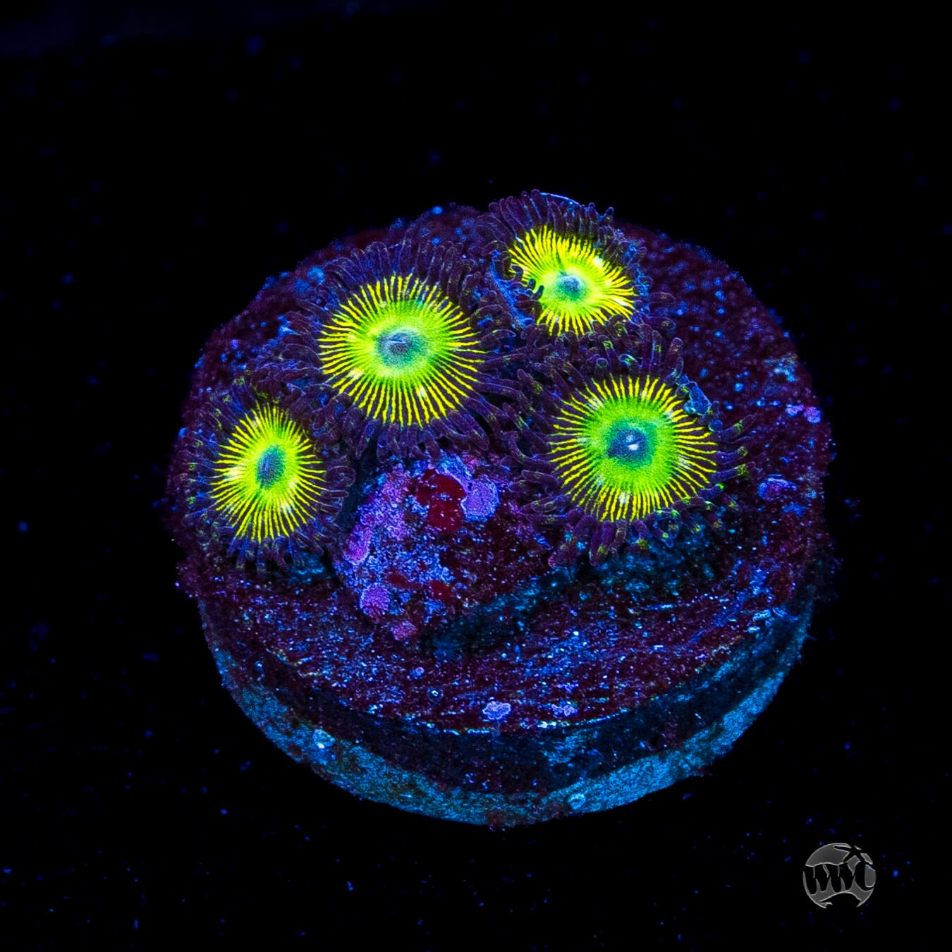 WWC Saltwater Taffee Zoanthids