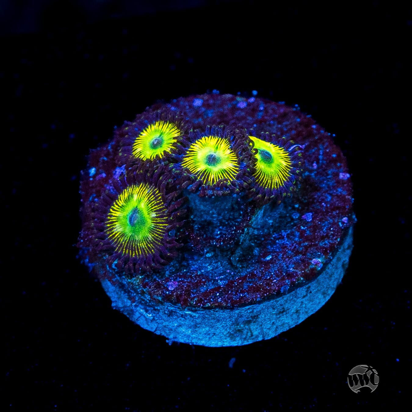 WWC Saltwater Taffee Zoanthids
