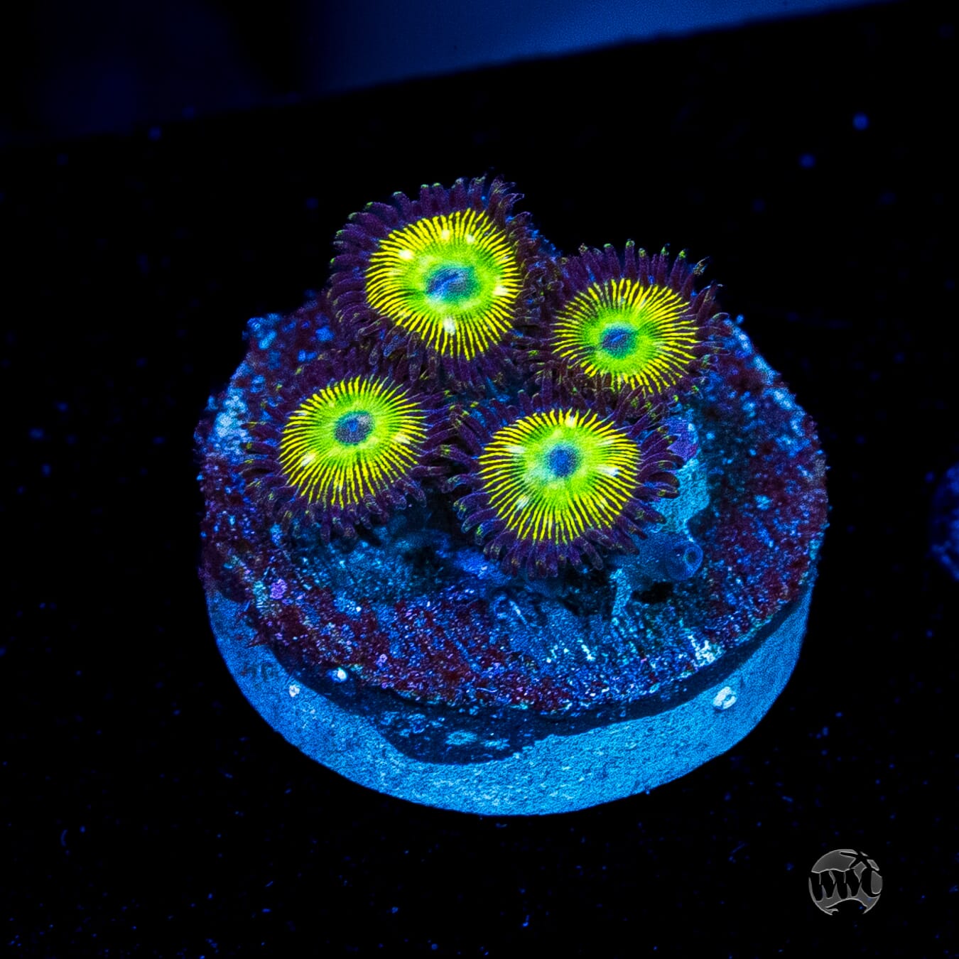 WWC Saltwater Taffee Zoanthids