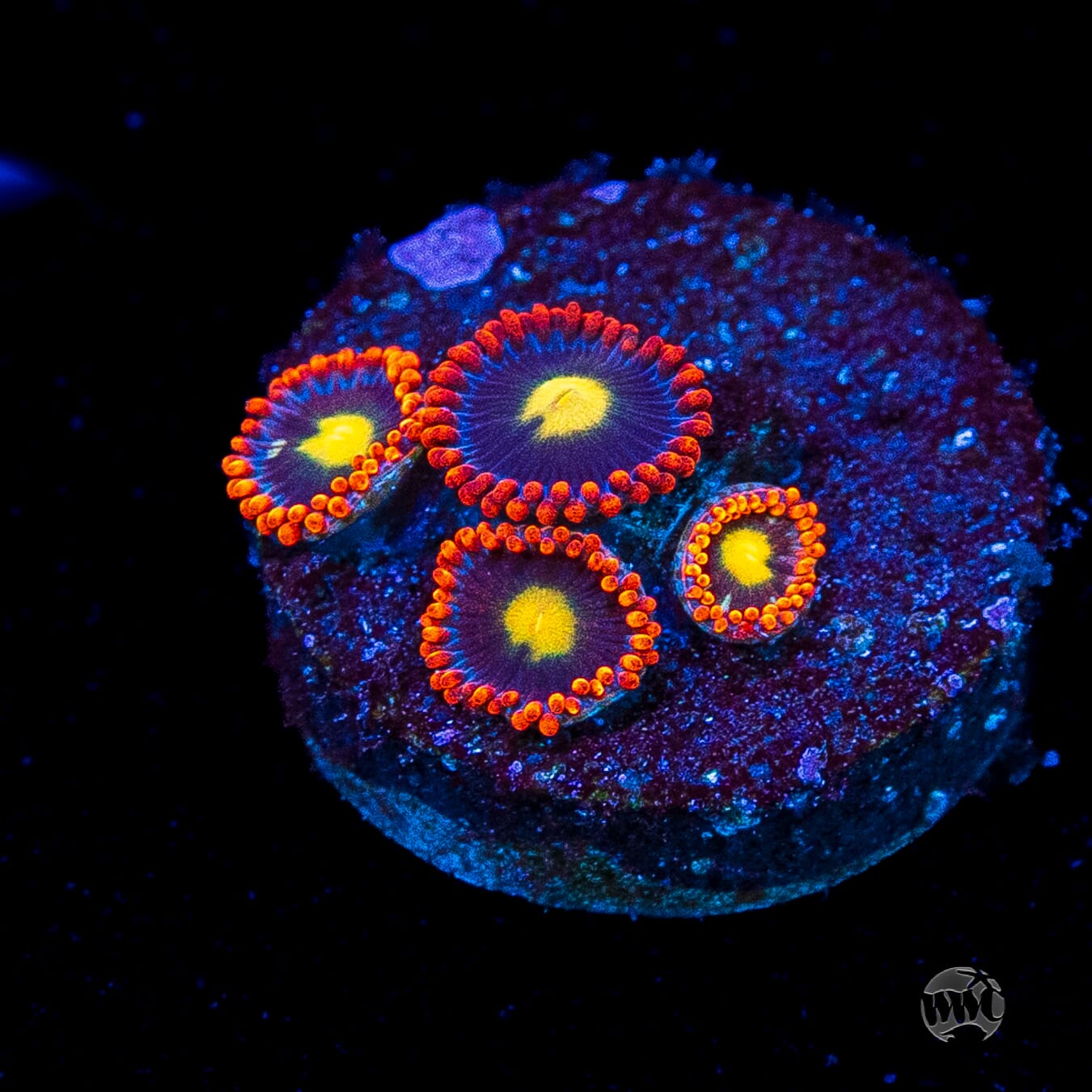 WWC Mandarin Monster Zoanthids