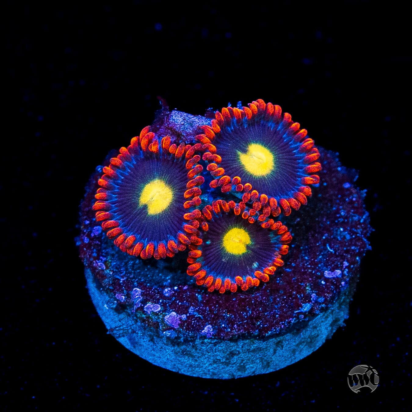 WWC Mandarin Monster Zoanthids