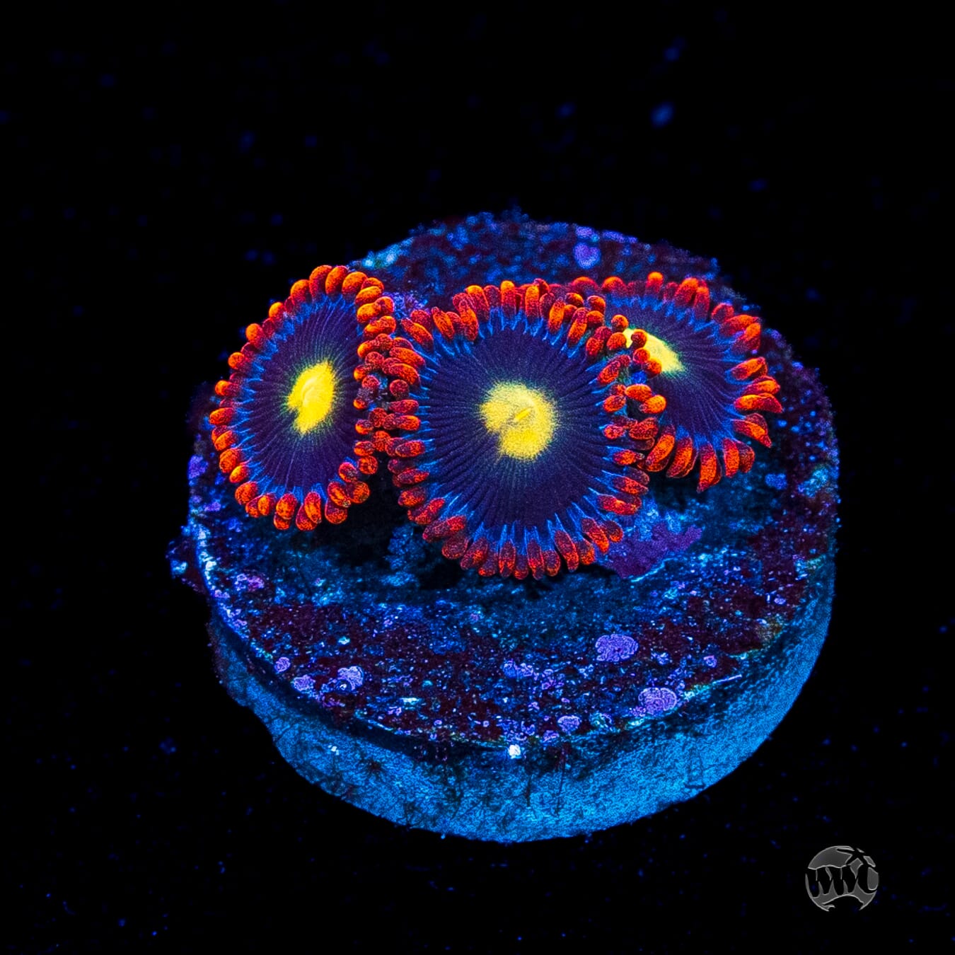 WWC Mandarin Monster Zoanthids