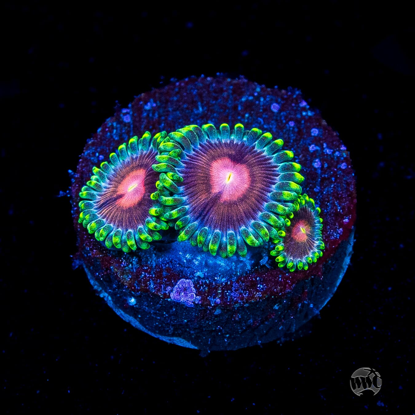 WWC Lucky Kentucky Zoanthids