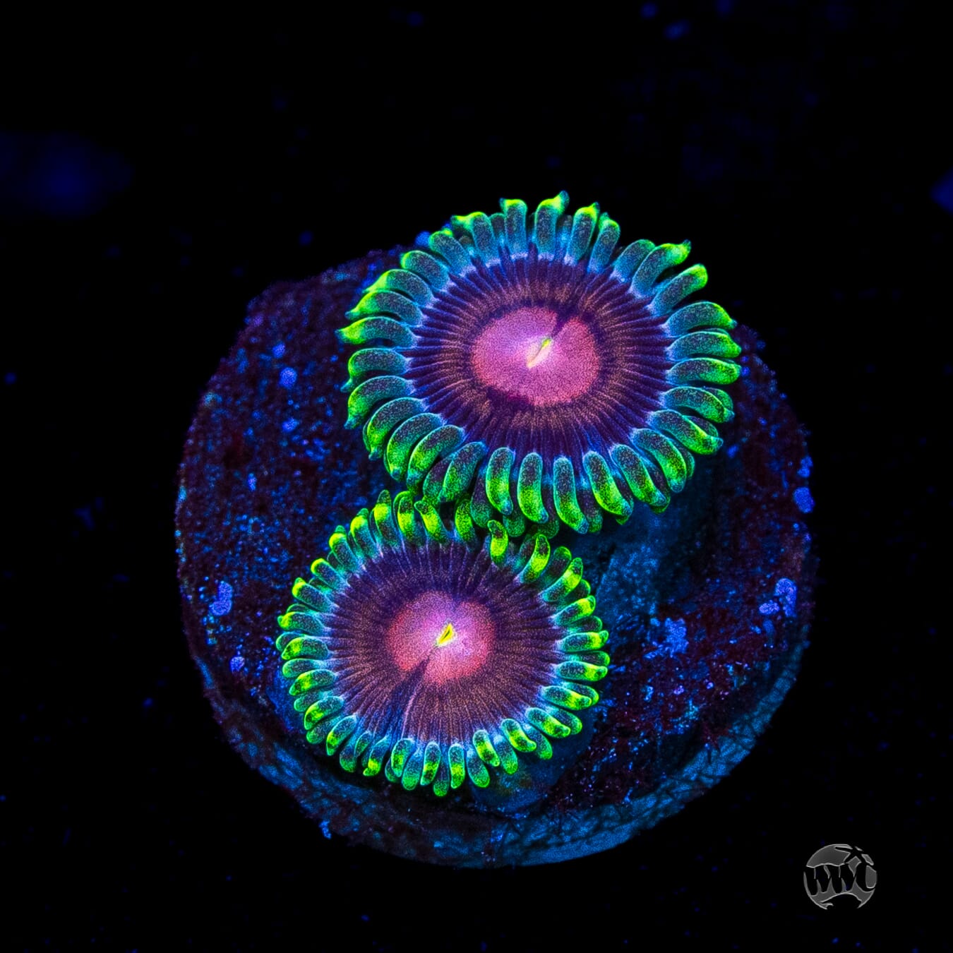 WWC Lucky Kentucky Zoanthids