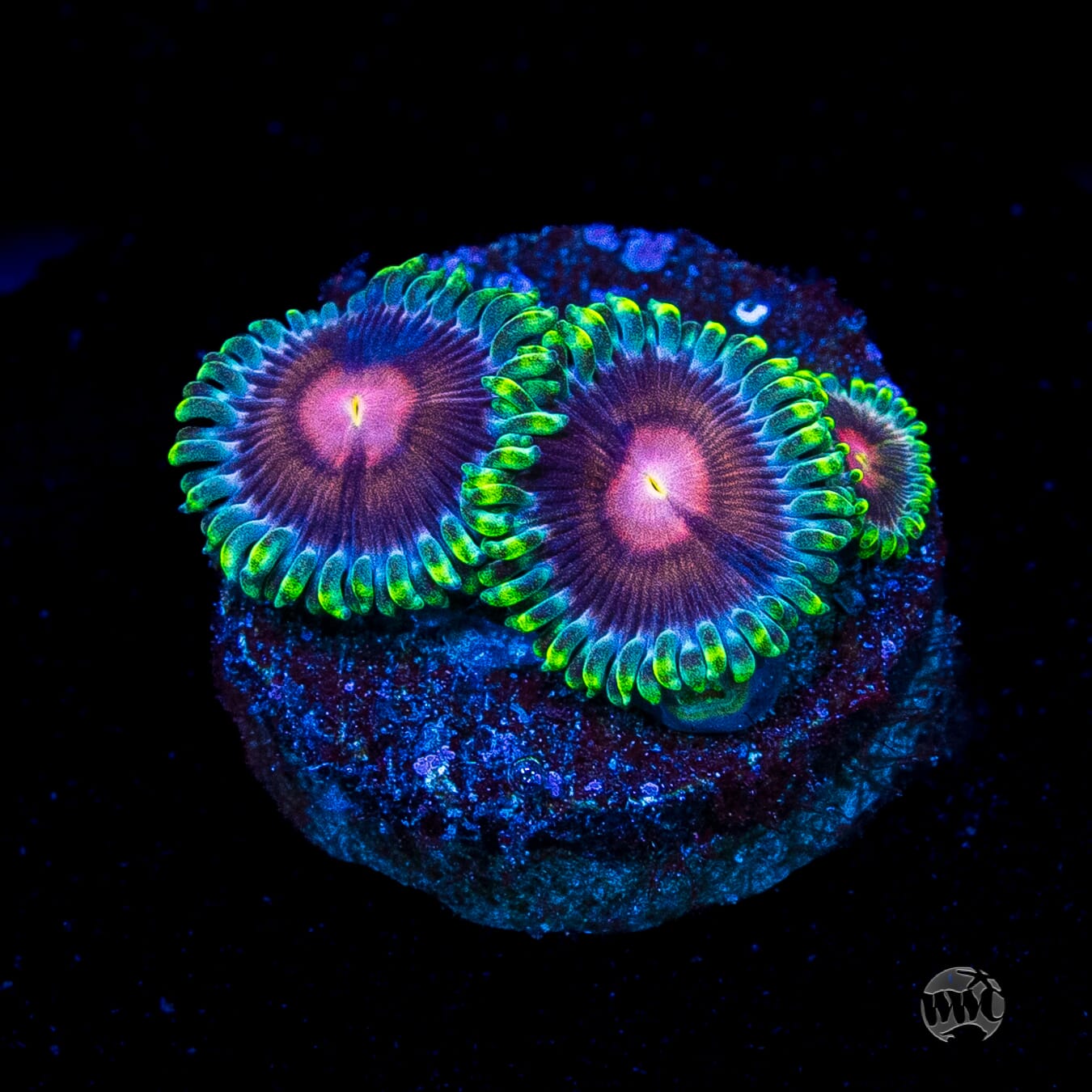 WWC Lucky Kentucky Zoanthids