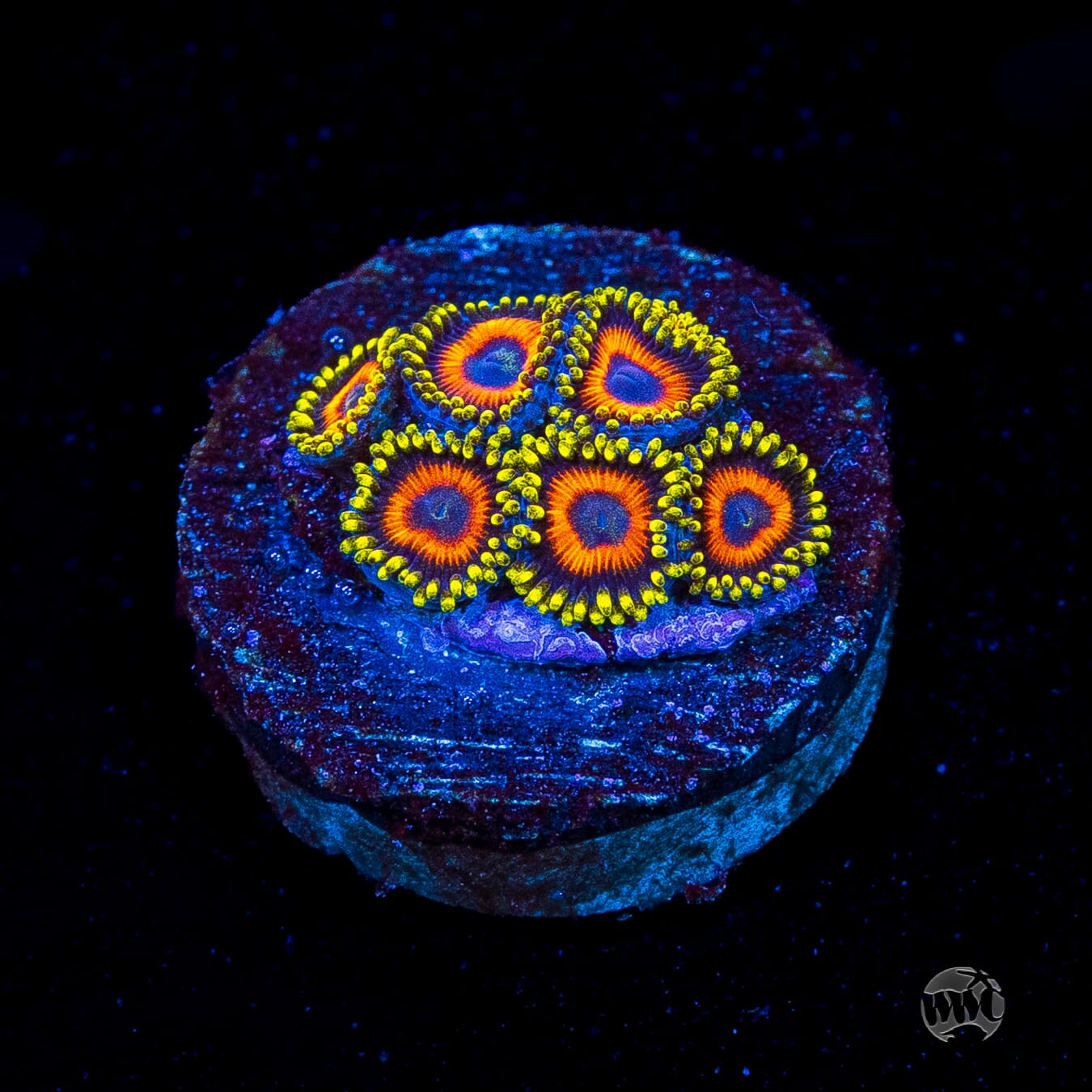 Eagle Eye Zoanthids