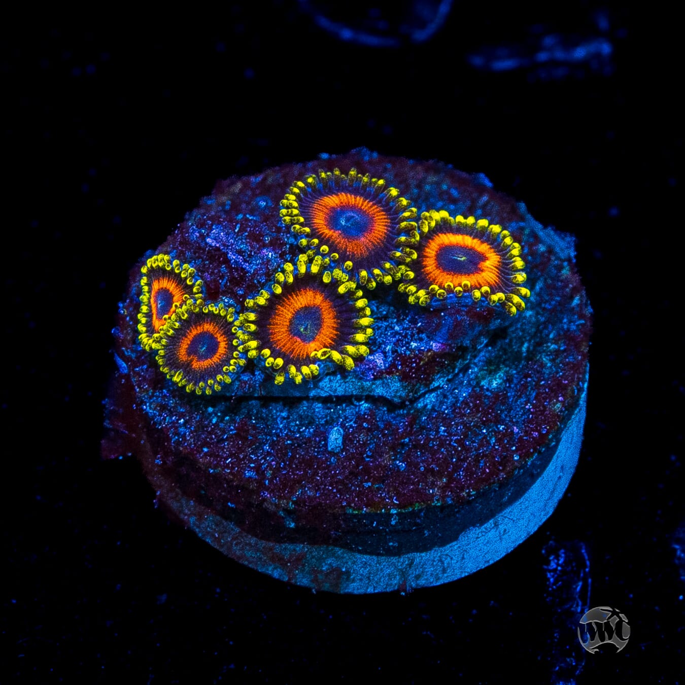 Eagle Eye Zoanthids